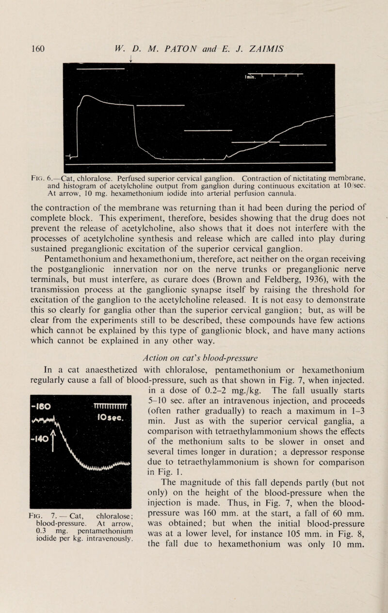 1 Fig. 6.—Cat, chloralose. Perfused superior cervical ganglion. Contraction of nictitating membrane, and histogram of acetylcholine output from ganglion during continuous excitation at 10/sec. At arrow, 10 mg. hexamethonium iodide into arterial perfusion cannula. the contraction of the membrane was returning than it had been during the period of complete block. This experiment, therefore, besides showing that the drug does not prevent the release of acetylcholine, also shows that it does not interfere with the processes of acetylcholine synthesis and release which are called into play during sustained preganglionic excitation of the superior cervical ganglion. Pentamethonium and hexamethonium, therefore, act neither on the organ receiving the postganglionic innervation nor on the nerve trunks or preganglionic nerve terminals, but must interfere, as curare does (Brown and Feldberg, 1936), with the transmission process at the ganglionic synapse itself by raising the threshold for excitation of the ganglion to the acetylcholine released. It is not easy to demonstrate this so clearly for ganglia other than the superior cervical ganglion; but, as will be clear from the experiments still to be described, these compounds have few actions which cannot be explained by this type of ganglionic block, and have many actions which cannot be explained in any other way. Action on cat's blood-pressure In a cat anaesthetized with chloralose, pentamethonium or hexamethonium regularly cause a fall of blood-pressure, such as that shown in Fig. 7, when injected. in a dose of 0.2-2 mg./kg. The fall usually starts 5-10 sec. after an intravenous injection, and proceeds (often rather gradually) to reach a maximum in 1-3 min. Just as with the superior cervical ganglia, a comparison with tetraethylammonium shows the effects of the methonium salts to be slower in onset and several times longer in duration; a depressor response due to tetraethylammonium is shown for comparison in Fig. 1. The magnitude of this fall depends partly (but not only) on the height of the blood-pressure when the injection is made. Thus, in Fig. 7, when the blood- pressure was 160 mm. at the start, a fall of 60 mm. was obtained; but when the initial blood-pressure was at a lower level, for instance 105 mm. in Fig. 8, the fall due to hexamethonium was only 10 mm. Fig. 7.-—• Cat, chloralose; blood-pressure. At arrow, 0.3 mg. pentamethonium iodide per kg. intravenously.