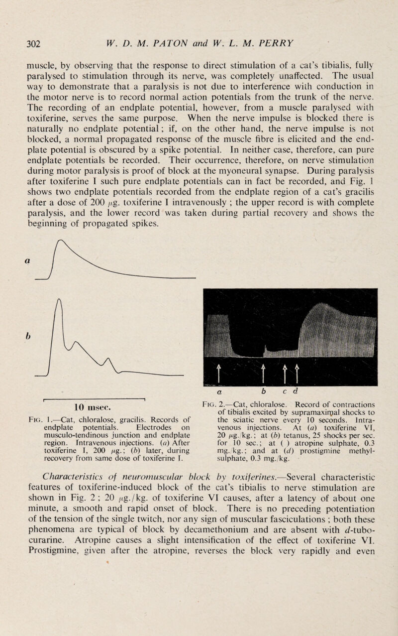 muscle, by observing that the response to direct stimulation of a cat’s tibialis, fully paralysed to stimulation through its nerve, was completely unaffected. The usual way to demonstrate that a paralysis is not due to interference with conduction in the motor nerve is to record normal action potentials from the trunk of the nerve. The recording of an endplate potential, however, from a muscle paralysed with toxiferine, serves the same purpose. When the nerve impulse is blocked there is naturally no endplate potential; if, on the other hand, the nerve impulse is not blocked, a normal propagated response of the muscle fibre is elicited and the end¬ plate potential is obscured by a spike potential. In neither case, therefore, can pure endplate potentials be recorded. Their occurrence, therefore, on nerve stimulation during motor paralysis is proof of block at the myoneural synapse. During paralysis after toxiferine I such pure endplate potentials can in fact be recorded, and Fig. 1 shows two endplate potentials recorded from the endplate region of a cat’s gracilis after a dose of 200 yg. toxiferine I intravenously ; the upper record is with complete paralysis, and the lower record was taken during partial recovery and shows the beginning of propagated spikes. i--—- i 10 msec. Fig. 1.—Cat, chloralose, gracilis. Records of endplate potentials. Electrodes on musculotendinous junction and endplate region. Intravenous injections, (a) After toxiferine I, 200 fig.; (b) later, during recovery from same dose of toxiferine f. a bed Fig. 2.—Cat, chloralose. Record of contractions of tibialis excited by supramaxirpal shocks to the sciatic nerve every 10 seconds. Intra¬ venous injections. At (a) toxiferine VT, 20 fig./kg.; at (b) tetanus, 25 shocks per sec. for 10 sec.; at ( ) atropine sulphate, 0.3 mg./kg.; and at (d) prostigmine methyl- sulphate, 0.3 mg./kg. Characteristics of neuromuscular block by toxiferines.—Several characteristic features of toxiferine-induced block of the cat’s tibialis to nerve stimulation are shown in Fig. 2 ; 20 /xg./kg. of toxiferine VI causes, after a latency of about one minute, a smooth and rapid onset of block. There is no preceding potentiation of the tension of the single twitch, nor any sign of muscular fasciculations ; both these phenomena are typical of block by decamethonium and are absent with d-tubo- curarine. Atropine causes a slight intensification of the effect of toxiferine VI. Prostigmine, given after the atropine, reverses the block very rapidly and even