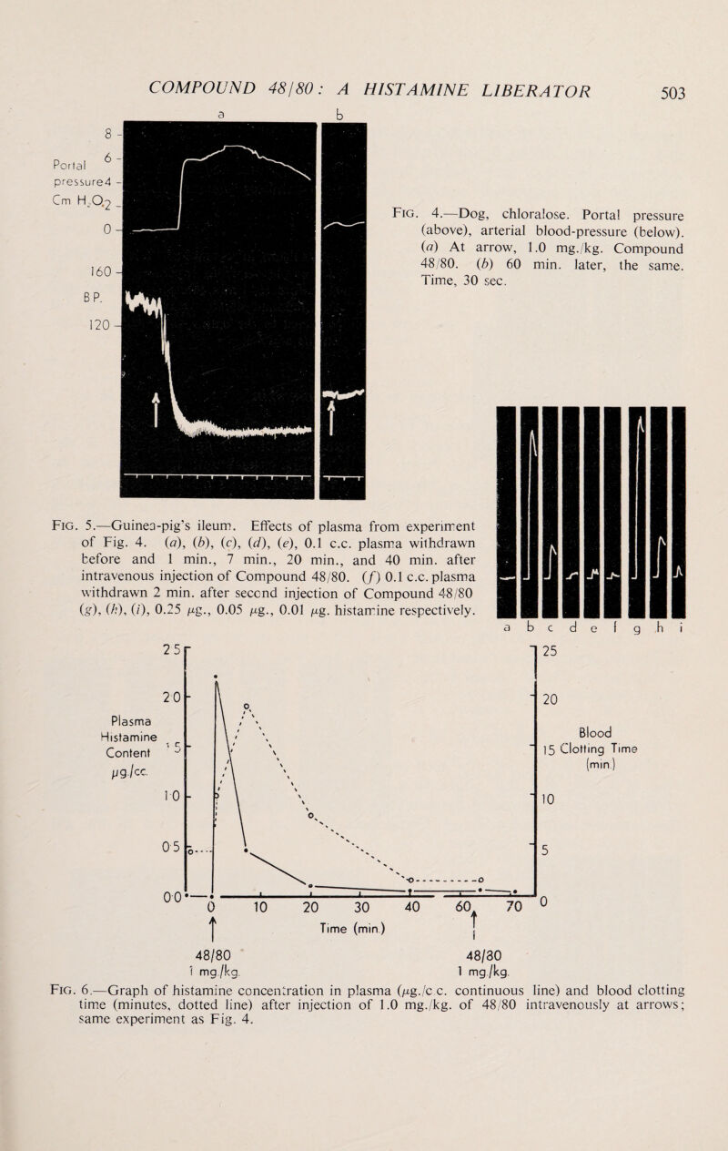 b Portal u pressure4 Cm H,0.2 Fig. 4.—Dog, chloralose. Portal pressure (above), arterial blood-pressure (below). {a) At arrow, 1.0 mg./kg. Compound 48/80. (b) 60 min. later, the same. Time, 30 sec. Fig . 5.—Guinea-pig's ileum. Effects of plasma from experiment of Fig. 4. (a), (b), (c), (d), (<?), 0.1 c.c. plasma withdrawn before and 1 min., 7 min., 20 min., and 40 min. after intravenous injection of Compound 48/80. (/) 0.1 c.c. plasma withdrawn 2 min. after second injection of Compound 48/80 (g), (/?), (0, 0.25 /xg., 0.05 |Ug., 0.01 fig. histamine respectively. d e f g h i Fig. 6.—Graph of histamine concentration in plasma (jug./c c. continuous line) and blood clotting time (minutes, dotted line) after injection of 1.0 mg./kg. of 48/80 intravenously at arrows;