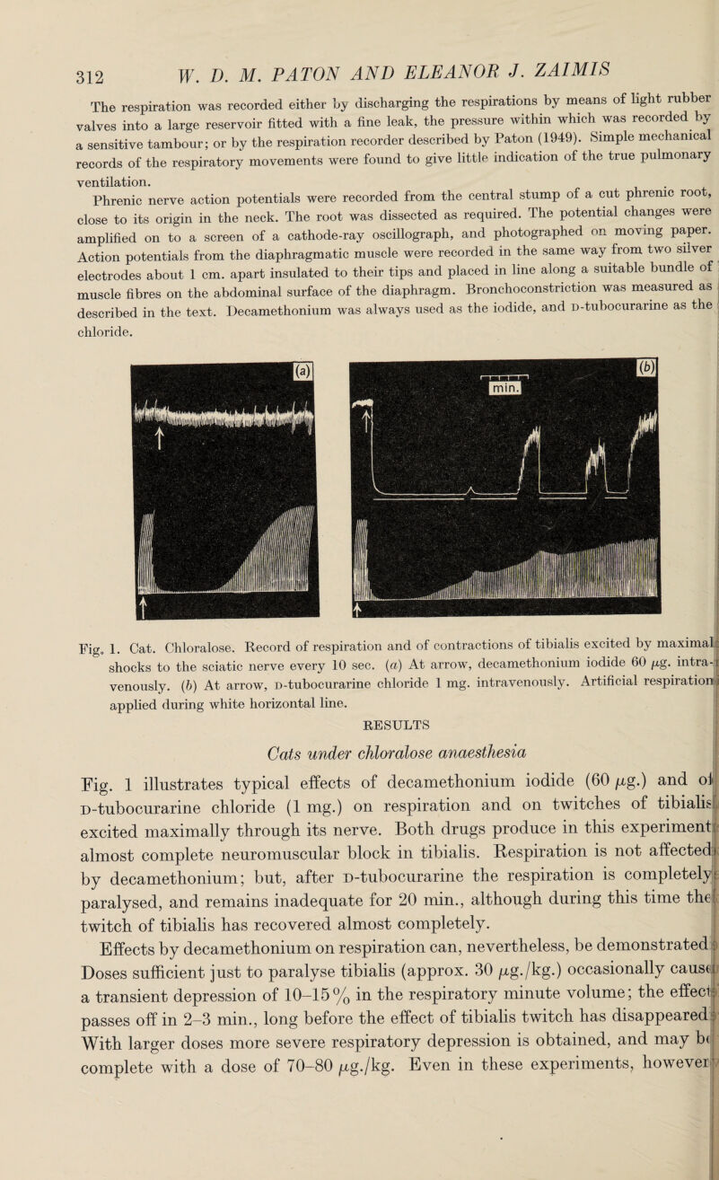 The respiration was recorded either by discharging the respirations by means of light rubber valves into a large reservoir fitted with a fine leak, the pressure within which was recorded by a sensitive tambour; or by the respiration recorder described by Paton (1949). Simple mechanical records of the respiratory movements were found to give little indication of the true pulmonary ventilation. Phrenic nerve action potentials were recorded from the central stump of a cut phrenic roo , close to its origin in the neck. The root was dissected as required. The potential changes were amplified on to a screen of a cathode-ray oscillograph, and photographed on moving paper. Action potentials from the diaphragmatic muscle were recorded in the same way from two silver electrodes about 1 cm. apart insulated to their tips and placed in line along a suitable bundle of muscle fibres on the abdominal surface of the diaphragm. Bronchoconstnction was measured as described in the text. Decamethonium was always used as the iodide, and D-tubocurarme as the chloride. Figo 1. Cat. Chloralose. Record of respiration and of contractions of tibialis excited by maximal; shocks to the sciatic nerve every 10 sec. (a) At arrow, decamethonium iodide 60 p,g. intra-i venously. (b) At arrow, d - tubocurarin e chloride 1 mg. intravenously. Artificial respiration! applied during white horizontal line. RESULTS Cats under chloralose anaesthesia Fig. 1 illustrates typical effects of decamethonium iodide (60 pg.) and ol D-tubocurarine chloride (1 mg.) on respiration and on twitches of tibialis excited maximally through its nerve. Both drugs produce in this experiment almost complete neuromuscular block in tibialis. Respiration is not affected j by decamethonium; but, after D-tubocurarine the respiration is completely|; paralysed, and remains inadequate for 20 min., although during this time the: twitch of tibialis has recovered almost completely. Effects by decamethonium on respiration can, nevertheless, be demonstrated A Doses sufficient just to paralyse tibialis (approx. 30 /xg./kg.) occasionally causer a transient depression of 10—15% in the respiratory minute volume; the effect; passes off in 2—3 mm., long before the effect of tibialis twitch has disappeared o With larger doses more severe respiratory depression is obtained, and may b< complete with a dose of 70-80 ^g./kg. Even in these experiments, however '