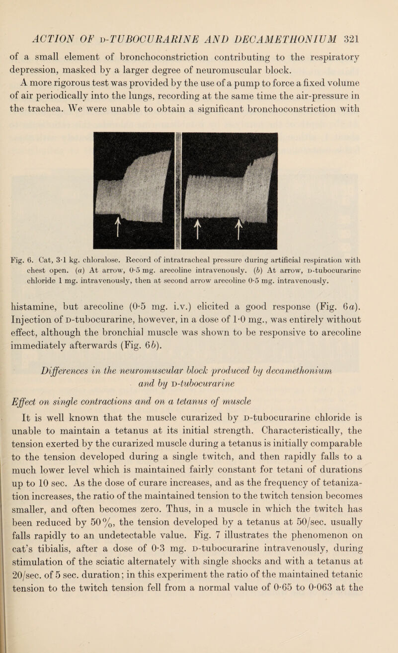 of a small element of bronchoconstriction contributing to the respiratory depression, masked by a larger degree of neuromuscular block. A more rigorous test was provided by the use of a pump to force a fixed volume of air periodically into the lungs, recording at the same time the air-pressure in the trachea. We were unable to obtain a significant bronchoconstriction with Fig. 6. Cat, 3-1 kg. chloralose. Record of intratracheal pressure during artificial respiration with chest open, (a) At arrow, 0-5 mg. arecoline intravenously. (b) At arrow, D-tubocurarine chloride 1 mg. intravenously, then at second arrow arecoline 0-5 mg. intravenously. histamine, but arecoline (0-5 mg. i.v.) elicited a good response (Fig. 6 a). Injection of D-tubocurarine, however, in a dose of 1*0 mg., was entirely without effect, although the bronchial muscle was shown to be responsive to arecoline immediately afterwards (Fig. 6 b). Differences in the neuromuscular block produced by decamethonium and by D-tubocurarine Effect on single contractions and on a tetanus of muscle It is well known that the muscle curarized by D-tubocurarine chloride is unable to maintain a tetanus at its initial strength. Characteristically, the tension exerted by the curarized muscle during a tetanus is initially comparable to the tension developed during a single twitch, and then rapidly falls to a much lower level which is maintained fairly constant for tetani of durations up to 10 sec. As the dose of curare increases, and as the frequency of tetaniza- tion increases, the ratio of the maintained tension to the twitch tension becomes smaller, and often becomes zero. Thus, in a muscle in which the twitch has been reduced by 50%, the tension developed by a tetanus at 50/sec. usually falls rapidly to an undetectable value. Fig. 7 illustrates the phenomenon on cat’s tibialis, after a dose of 0-3 mg. D-tubocurarine intravenously, during stimulation of the sciatic alternately with single shocks and with a tetanus at 20/sec. of 5 sec. duration; in this experiment the ratio of the maintained tetanic tension to the twitch tension fell from a normal value of 0-65 to 0*063 at the