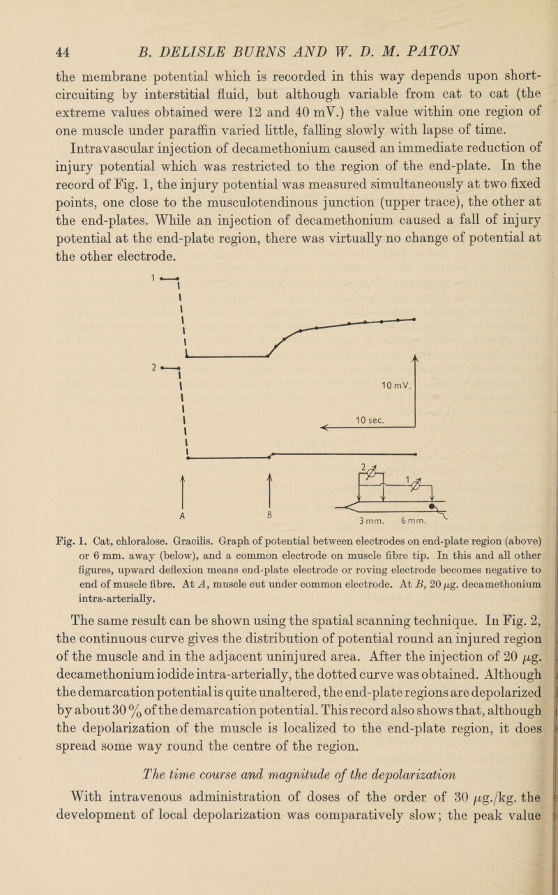 the membrane potential which is recorded in this way depends upon short- circuiting by interstitial fluid, but although variable from cat to cat (the extreme values obtained were 12 and 40 mV.) the value within one region of one muscle under paraffin varied little, falling slowly with lapse of time. Intravascular injection of decamethonium caused an immediate reduction of injury potential which was restricted to the region of the end-plate. In the record of Fig. 1, the injury potential was measured simultaneously at two fixed points, one close to the musculotendinous junction (upper trace), the other at the end-plates. While an injection of decamethonium caused a fall of injury potential at the end-plate region, there was virtually no change of potential at the other electrode. 1 i i l t i i L 2 —-• l l l I \ \ \ A A Fig. 1. Cat, chloralose. Gracilis. Graph of potential between electrodes on end-plate region (above) or 6 mm. away (below), and a common electrode on muscle fibre tip. In this and all other figures, upward deflexion means end-plate electrode or roving electrode becomes negative to end of muscle fibre. At A, muscle cut under common electrode. At B, 20 /xg. decamethonium intra-arterially. The same result can be shown using the spatial scanning technique. In Fig. 2, the continuous curve gives the distribution of potential round an injured region of the muscle and in the adjacent uninjured area. After the injection of 20 p,g. decamethonium iodide intra-arterially, the dotted curve was obtained. Although the demarcation potential is quite unaltered, the end-plate regions are depolarized by about 30 % of the demarcation potential. This record also shows that, although the depolarization of the muscle is localized to the end-plate region, it does spread some way round the centre of the region. The time course and magnitude of the depolarization With intravenous administration of doses of the order of 30 pg./kg. the development of local depolarization was comparatively slow; the peak value i± tl 3mm. 6mm.