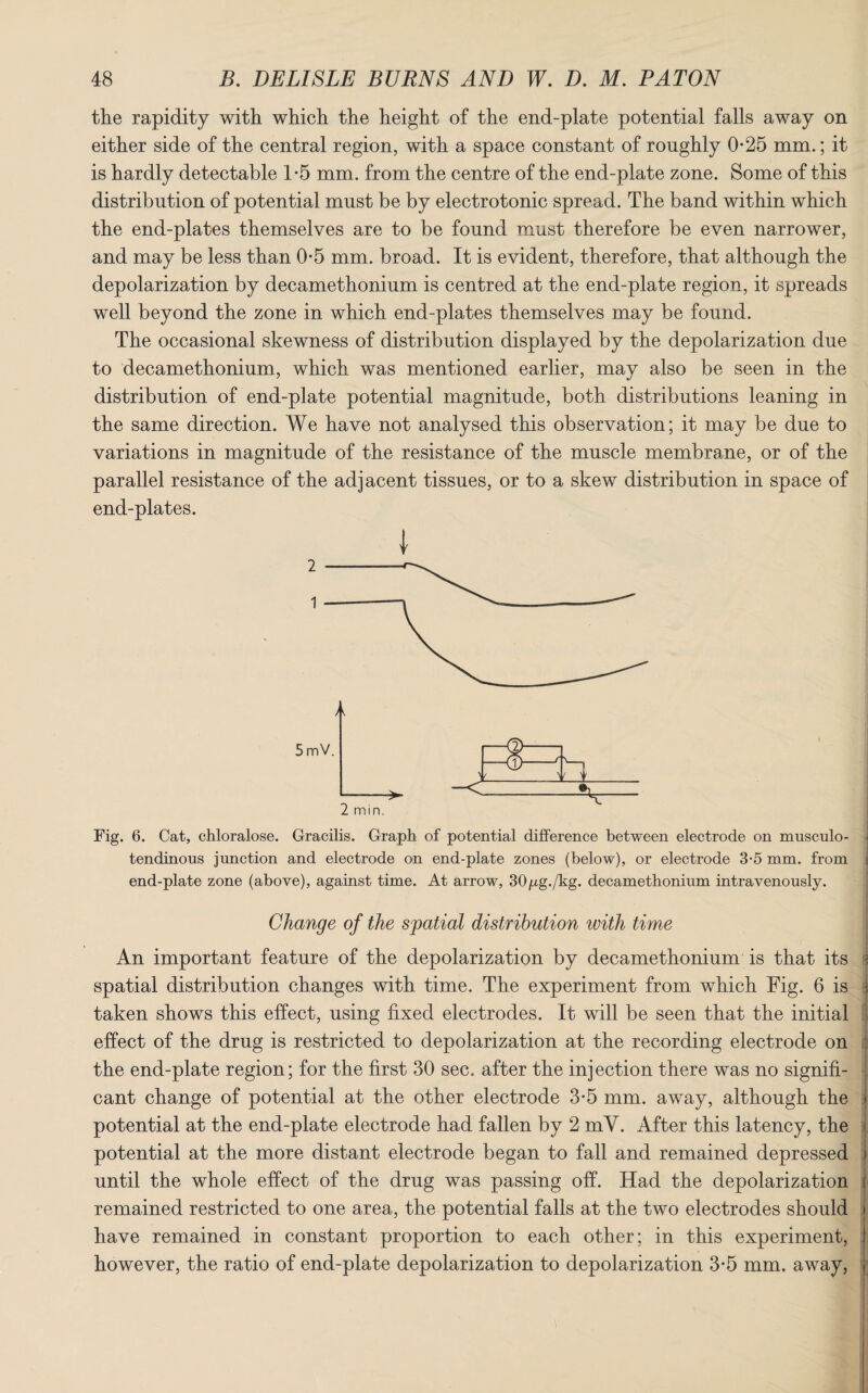 the rapidity with which the height of the end-plate potential falls away on either side of the central region, with a space constant of roughly 0-25 mm.; it is hardly detectable 1-5 mm. from the centre of the end-plate zone. Some of this distribution of potential must be by electrotonic spread. The band within which the end-plates themselves are to be found must therefore be even narrower, and may be less than 0-5 mm. broad. It is evident, therefore, that although the depolarization by decamethonium is centred at the end-plate region, it spreads well beyond the zone in which end-plates themselves may be found. The occasional skewness of distribution displayed by the depolarization due to decamethonium, which was mentioned earlier, may also be seen in the distribution of end-plate potential magnitude, both distributions leaning in the same direction. We have not analysed this observation; it may be due to variations in magnitude of the resistance of the muscle membrane, or of the parallel resistance of the adjacent tissues, or to a skew distribution in space of end-plates. I Fig. 6. Cat, chloralose. Gracilis. Graph of potential difference between electrode on musculo- • tendinous junction and electrode on end-plate zones (below), or electrode 3-5 mm. from i end-plate zone (above), against time. At arrow, 30/xg./kg. decamethonium intravenously. Change of the spatial distribution with time An important feature of the depolarization by decamethonium is that its I spatial distribution changes with time. The experiment from which Fig. 6 is $ taken shows this effect, using fixed electrodes. It will be seen that the initial effect of the drug is restricted to depolarization at the recording electrode on the end-plate region; for the first 30 sec. after the injection there was no signifi¬ cant change of potential at the other electrode 3-5 mm. away, although the potential at the end-plate electrode had fallen by 2 mV. After this latency, the potential at the more distant electrode began to fall and remained depressed j until the whole effect of the drug was passing off. Had the depolarization ji remained restricted to one area, the potential falls at the two electrodes should have remained in constant proportion to each other; in this experiment, however, the ratio of end-plate depolarization to depolarization 3*5 mm. away,