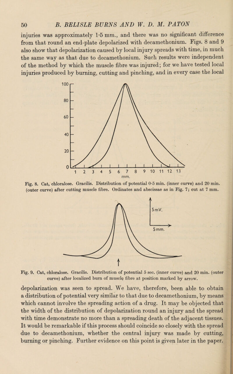 injuries was approximately 1-5 mm., and there was no significant difference from that round an end-plate depolarized with decamethonium. Figs. 8 and 9 also show that depolarization caused by local injury spreads with time, in much the same way as that due to decamethonium. Such results were independent of the method by which the muscle fibre was injured; for we have tested local injuries produced by burning, cutting and pinching, and in every case the local Fig. 8. Cat, chloralose. Gracilis. Distribution of potential 0-5 min. (inner curve) and 20 min. (outer curve) after cutting muscle fibre. Ordinates and abscissae as in Fig. 7; cut at 7 mm. Fig. 9. Cat, chloralose. Gracilis. Distribution of potential 5 sec. (inner curve) and 20 min. (outer curve) after localized burn of muscle fibre at position marked by arrow. depolarization was seen to spread. We have, therefore, been able to obtain a distribution of potential very similar to that due to decamethonium, by means which cannot involve the spreading action of a drug. It may be objected that the width of the distribution of depolarization round an injury and the spread with time demonstrate no more than a spreading death of the adjacent tissues. It would be remarkable if this process should coincide so closely with the spread due to decamethonium, whether the central injury was made by cutting, burning or pinching. Further evidence on this point is given later in the paper.