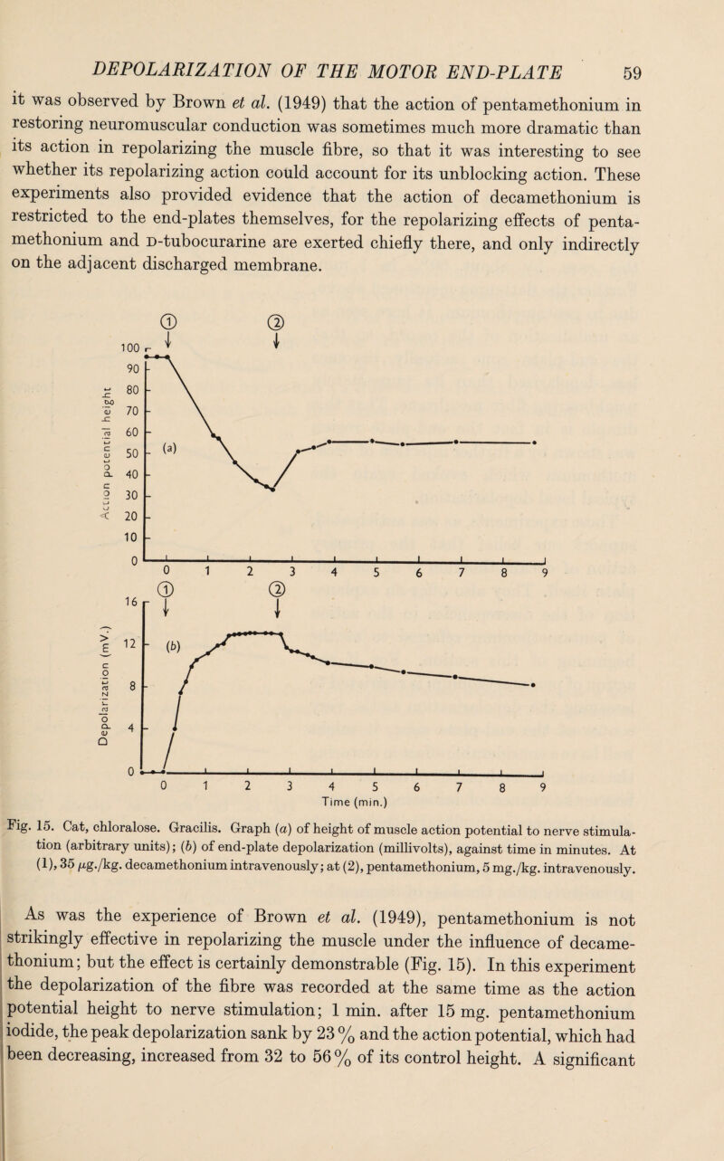 it was observed by Brown et al. (1949) that the action of pentamethoninm in restoring neuromuscular conduction was sometimes much more dramatic than its action in repolarizing the muscle fibre, so that it was interesting to see whether its repolarizing action could account for its unblocking action. These experiments also provided evidence that the action of decamethonium is restricted to the end-plates themselves, for the repolarizing effects of penta- methonium and D-tubocurarine are exerted chiefly there, and only indirectly on the adjacent discharged membrane. © © 100 r- l ^ Fig. 15. Cat, chloralose. Gracilis. Graph (a) of height of muscle action potential to nerve stimula¬ tion (arbitrary units); (b) of end-plate depolarization (millivolts), against time in minutes. At (1), 35 /ig./kg. decamethonium intravenously; at (2), pentamethonium, 5 mg./kg. intravenously. As was the experience of Brown et al (1949), pentamethonium is not strikingly effective in repolarizing the muscle under the influence of decame¬ thonium; but the effect is certainly demonstrable (Fig. 15). In this experiment the depolarization of the fibre was recorded at the same time as the action potential height to nerve stimulation; 1 min. after 15 mg. pentamethonium iodide, the peak depolarization sank by 23 % and the action potential, which had been decreasing, increased from 32 to 56% of its control height. A significant