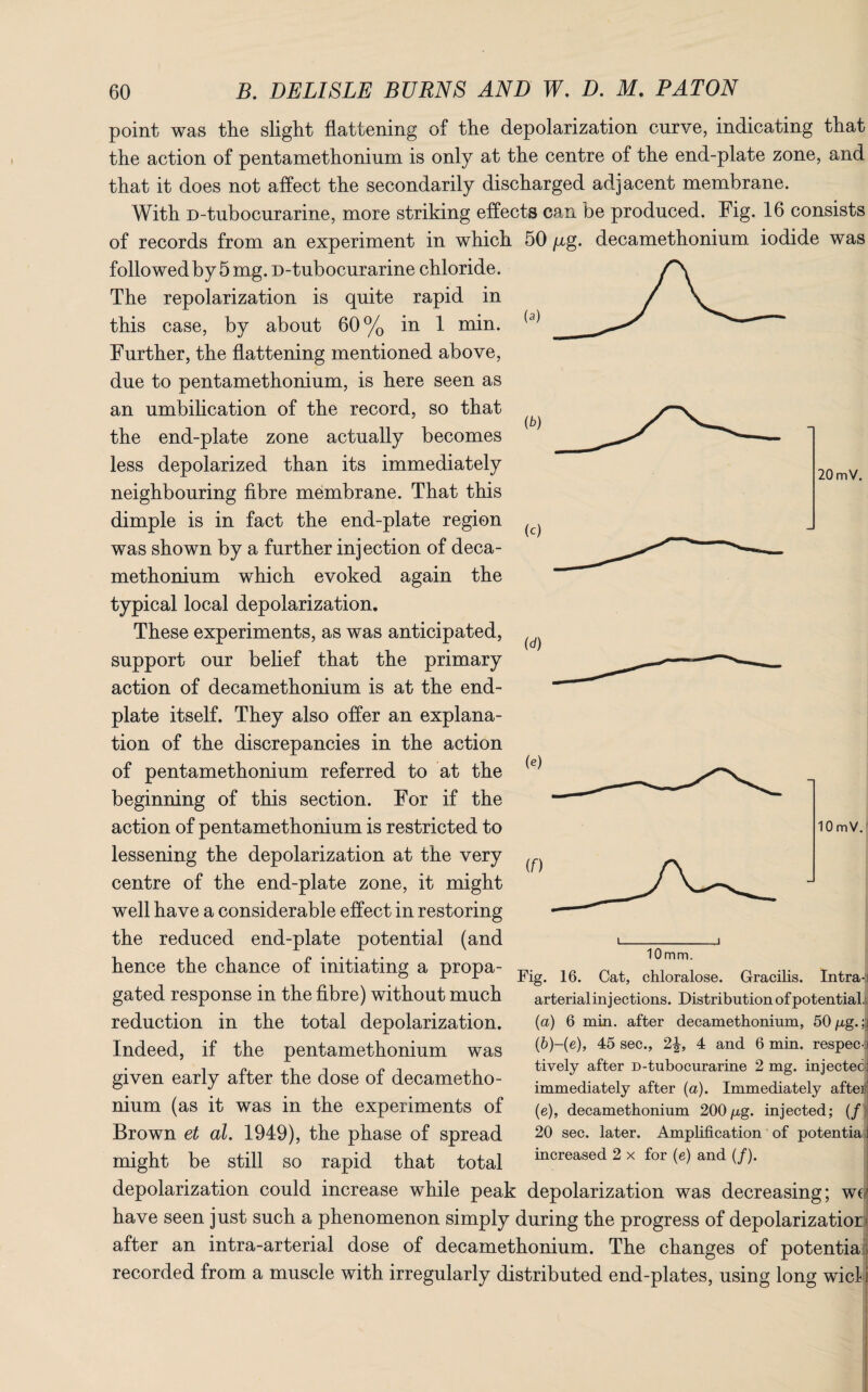 point was the slight flattening of the depolarization curve, indicating that the action of pentamethonium is only at the centre of the end-plate zone, and that it does not affect the secondarily discharged adjacent membrane. With D-tubocurarine, more striking effects can be produced. Fig. 16 consists of records from an experiment in which 50 /xg. decamethonium iodide was followed by 5 mg. D-tubocurarine chloride. The repolarization is quite rapid in this case, by about 60% in 1 min. Further, the flattening mentioned above, due to pentamethonium, is here seen as an umbilication of the record, so that the end-plate zone actually becomes less depolarized than its immediately neighbouring fibre membrane. That this dimple is in fact the end-plate region was shown by a further injection of deca¬ methonium which evoked again the typical local depolarization. These experiments, as was anticipated, support our belief that the primary action of decamethonium is at the end- plate itself. They also offer an explana¬ tion of the discrepancies in the action of pentamethonium referred to at the beginning of this section. For if the action of pentamethonium is restricted to lessening the depolarization at the very centre of the end-plate zone, it might well have a considerable effect in restoring the reduced end-plate potential (and hence the chance of initiating a propa¬ gated response in the fibre) without much reduction in the total depolarization. Indeed, if the pentamethonium was given early after the dose of decametho¬ nium (as it was in the experiments of Brown et al. 1949), the phase of spread might be still so rapid that total (b) (c) 20 mV. (d) (e) 10 mV. Fig. 16. Cat, chloralose. Gracilis. Intra¬ arterial injections. Distribution of potential, (a) 6 min. after decamethonium, 50/xg. (b) -(e), 45 sec., 2\, 4 and 6 min. respeci tively after D-tubocurarine 2 mg. injected immediately after (a). Immediately after (e), decamethonium 200/xg. injected; (/ 20 sec. later. Amplification of potentia j increased 2 x for (e) and (/). depolarization could increase while peak depolarization was decreasing; wej have seen just such a phenomenon simply during the progress of depolarization after an intra-arterial dose of decamethonium. The changes of potentia l recorded from a muscle with irregularly distributed end-plates, using long wick