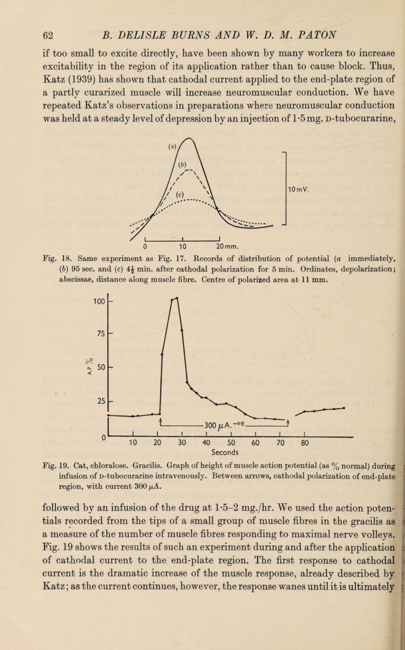 if too small to excite directly, have been shown by many workers to increase excitability in the region of its application rather than to cause block. Thus, Katz (1939) has shown that cathodal current applied to the end-plate region of a partly curarized muscle will increase neuromuscular conduction. We have repeated Katz’s observations in preparations where neuromuscular conduction was held at a steady level of depression by an injection of 1*5 mg. D-tubocurarine, 10 mV. 0 10 20mm. Fig. 18. Same experiment as Fig. 17. Records of distribution of potential (a immediately, (b) 95 sec. and (c) 4^ min. after cathodal polarization for 5 min. Ordinates, depolarization; abscissae, distance along muscle fibre. Centre of polarized area at 11 mm. Fig. 19. Cat, chloralose. Gracilis. Graph of height of muscle action potential (as % normal) during infusion of D-tubocurarine intravenously. Between arrows, cathodal polarization of end-plate region, with current 300 /aA. followed by an infusion of the drug at 1*5-2 mg./hr. We used the action poten- • tials recorded from the tips of a small group of muscle fibres in the gracilis as a measure of the number of muscle fibres responding to maximal nerve volleys. Fig. 19 shows the results of such an experiment during and after the application j of cathodal current to the end-plate region. The first response to cathodal t current is the dramatic increase of the muscle response, already described by Katz; as the current continues, however, the response wanes until it is ultimately 1