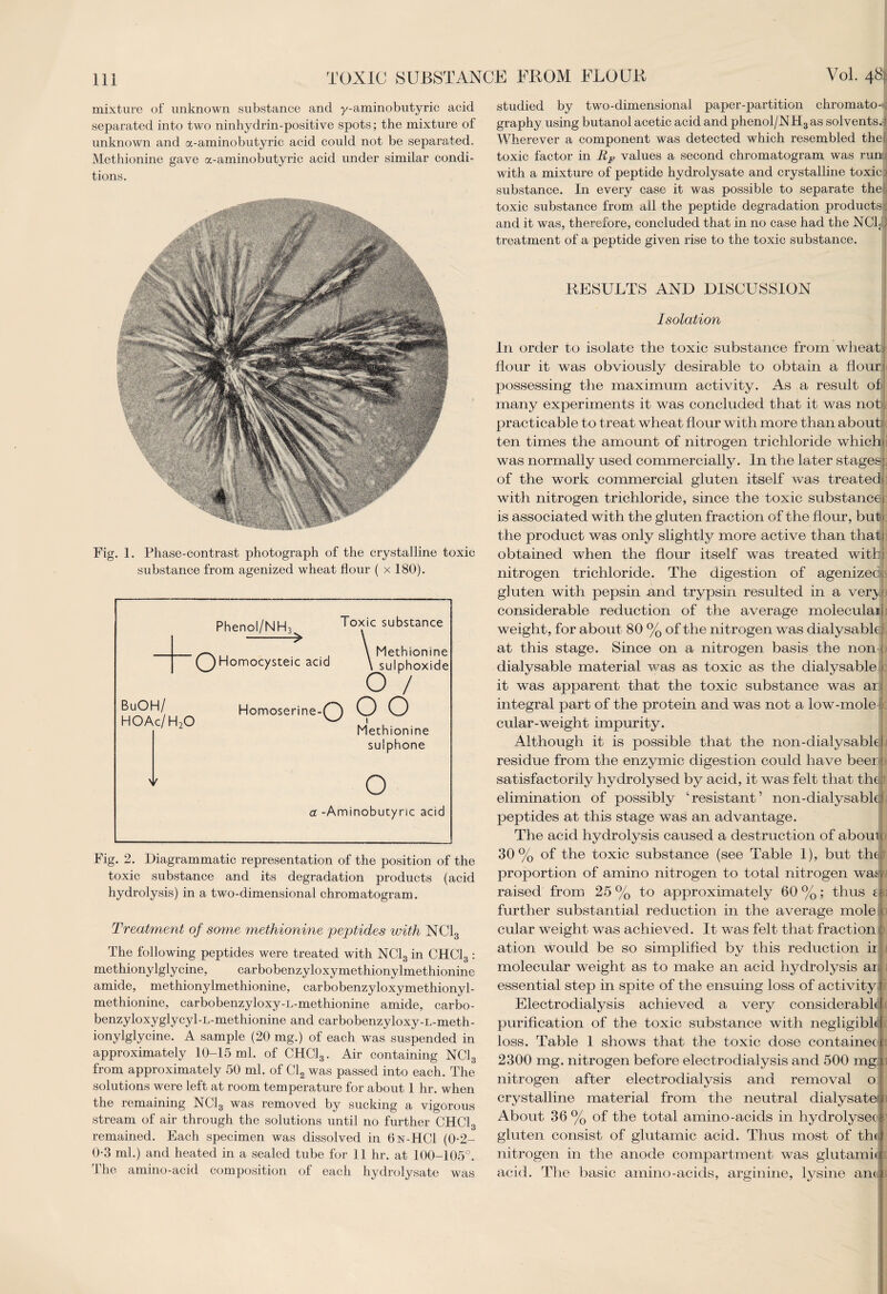 mixture of unknown substance and y-aminobutyric acid separated into two ninhydrin-positive spots; the mixture of unknown and a-aminobutyric acid could not be separated. Methionine gave a-aminobutyric acid under similar condi¬ tions. Fig. 1. Phase-contrast photograph of the crystalline toxic substance from agenized wheat flour ( x 180). Phenol/NH] Toxic substance (^) Homocysteic acid BuOH/ HOAc/H2Q Methionine sulphoxide O / Homoserine- opo Methionine sulphone O a -Aminobutyric acid Fig. 2. Diagrammatic representation of the position of the toxic substance and its degradation products (acid hydrolysis) in a two-dimensional chromatogram. Treatment of some methionine peptides with NC13 The following peptides were treated with NC13 in CHC13 : methiony lgly cine, carbobenzyloxymethionylmethionine amide, methionylmethionine, carbobenzyloxymethionyl- methionine, carbobenzyloxy-L-methionine amide, carbo- benzyloxyglycyl-L-methionine and carbobenzyloxy-L-meth- ionylglycine. A sample (20 mg.) of each was suspended in approximately 10-15 ml. of CHC13. Air containing NC13 from approximately 50 ml. of Cl2 was passed into each. The solutions were left at room temperature for about 1 hr. when the remaining NC13 was removed by sucking a vigorous stream of air through the solutions until no further CHC13 remained. Each specimen was dissolved in 6n-HC1 (0-2- 0-3 ml.) and heated in a sealed tube for 11 hr. at 100-105°. The amino-acid composition of each hydrolysate was studied by two-dimensional paper-partition chromato-j graphy using butanol acetic acid and phenol/NH3as solvents.! Wherever a component was detected which resembled the , toxic factor in RF values a second chromatogram was run with a mixture of peptide hydrolysate and crystalline toxic > substance. In every case it was possible to separate the, toxic substance from ail the peptide degradation products; and it was, therefore, concluded that in no case had the NClJj treatment of a peptide given rise to the toxic substance. RESULTS AND DISCUSSION Isolation In order to isolate the toxic substance from wheat flour it was obviously desirable to obtain a flour possessing the maximum activity. As a result of many experiments it was concluded that it was not) practicable to treat wheat flour with more than about; ten times the amount of nitrogen trichloride which was normally used commercially. In the later stages; of the work commercial gluten itself was treated with nitrogen trichloride, since the toxic substance; is associated with the gluten fraction of the flour, bub the product was only slightly more active than thaii 1 obtained when the flour itself was treated wittf nitrogen trichloride. The digestion of agenized; gluten with pepsin .and trypsin resulted in a very; considerable reduction of the average moleculail weight, for about 80 % of the nitrogen was dialysable: at this stage. Since on a nitrogen basis the non! dialysable material was as toxic as the dialysable ii it was apparent that the toxic substance was ari integral part of the protein and was not a low-mole cular-weight impurity. Although it is possible that the non-dialysabki residue from the enzymic digestion could have beer * satisfactorily hydrolysed by acid, it was felt that the; elimination of possibly ‘resistant’ non-dialysable; peptides at this stage was an advantage. The acid hydrolysis caused a destruction of aboui j 30% of the toxic substance (see Table 1), but thel proportion of amino nitrogen to total nitrogen wasi raised from 25% to approximately 60%; thus m further substantial reduction in the average mole!; cular weight was achieved. It was felt that fraction: ation would be so simplified by this reduction ir! molecular weight as to make an acid hydrolysis ar; essential step in spite of the ensuing loss of activity ) Electrodialysis achieved a very considerabb I purification of the toxic substance with negligible|i loss. Table 1 shows that the toxic dose containeci 2300 mg. nitrogen before electrodialysis and 500 mgi nitrogen after electrodialysis and removal o crystalline material from the neutral dialysatef About 36% of the total amino-acids in hydrolysecf gluten consist of glutamic acid. Thus most of the! nitrogen in the anode compartment was glutamid acid. The basic amino-acids, arginine, lysine am 1