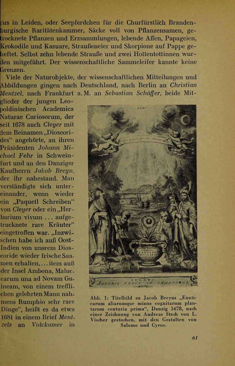 us in Leiden, oder Seepferdchen für die Churfiirstlich Branden- burgische Raritätenkammer, Säcke voll von Pflanzensamen, ge¬ trocknete Pflanzen und Erzsammlungen, lebende Affen, Papageien, Krokodile und Kasuare, Straußeneier und Skorpione auf Pappe ge- leftet. Selbst zehn lebende Strauße und zwei Hottentottinnen wur¬ den mitgeführt. Der wissenschaftliche Sammeleifer kannte keine Grenzen. Viele der Naturobjekte, der wissenschaftlichen Mitteilungen und Abbildungen gingen nach Deutschland, nach Berlin an Christian Mentzel, nach Frankfurt a. M. an Sebastian Schäffer, beide Mit¬ lieder der jungen Leo- joldinischen Academica Naturae Curiosorum, der Seit 1678 auch Cleyer mit dem Beinamen „Dioscori- des“ angehörte, an ihren Präsidenten Johann Mi¬ chael Fehr in Schwein- furt und an den Danziger Kaufherrn Jakob Breyn, der ihr nahestand. Man verständigte sich unter¬ einander, wenn wieder ein „Paquetl Schreiben“ von Cleyer oder ein „Her¬ barium vivum ... aufge- trucknete rare Kräuter“ eingetroffen war. „Inzwi¬ schen habe ich auß Oost- Indien von unsrem Dios- coride wieder frische Saa- men erhalten,... item auß der Insel Ambona, Maluc- carum una ad Novam Gu- Ineam, von einem treffli¬ chen gelehrten Mann nah- mens Rumphio sehr rare Dinge“, heißt es da etwa 1681 in einem Brief Ment¬ zels an Volckamer in Abb. 1: Titelbild zu Jacob Breyns „Exoti- carum aliarumque minus cognitarum plan- tarura centuria prima“, Danzig 1678, nach einer Zeichnung von Andreas Stech von L. Vischer gestochen, mit den Gestalten von Salomo und Cyrus.