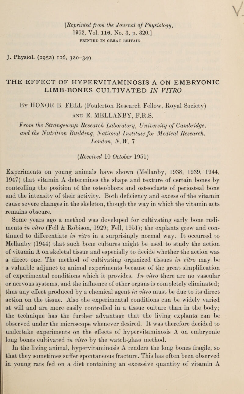 [Reprinted from the Journal of Physiology, 1952, Vol. 116, No. 3, p. 320.] PRINTED IN GREAT BRITAIN J. Physiol. (1952) 116, 320-349 THE EFFECT OF HYPERVITAMINOSIS A ON EMBRYONIC LIMB-BONES CULTIVATED IN VITRO By HONOR B. FELL (Foulerton Research Fellow, Royal Society) AND E. MELLANBY, F.R.S. From the Strangeways Research Laboratory, University of Cambridge, and the Nutrition Building, National Institute for Medical Research, London, N.W. 7 (Received 10 October 1951) Experiments on young animals have shown (Mellanby, 1938, 1939, 1944, 1947) that vitamin A determines the shape and texture of certain bones by controlling the position of the osteoblasts and osteoclasts of periosteal bone and the intensity of their activity. Both deficiency and excess of the vitamin cause severe changes in the skeleton, though the way in which the vitamin acts remains obscure. Some years ago a method was developed for cultivating early bone rudi¬ ments in vitro (Fell & Robison, 1929; Fell, 1951); the explants grew and con¬ tinued to differentiate in vitro in a surprisingly normal way. It occurred to Mellanby (1944) that such bone cultures might be used to study the action of vitamin A on skeletal tissue and especially to decide whether the action was a direct one. The method of cultivating organized tissues in vitro may be a valuable adjunct to animal experiments because of the great simplification of experimental conditions which it provides. In vitro there are no vascular or nervous systems, and the influence of other organs is completely eliminated; thus any effect produced by a chemical agent in vitro must be due to its direct action on the tissue. Also the experimental conditions can be widely varied at will and are more easily controlled in a tissue culture than in the body; the technique has the further advantage that the living explants can be observed under the microscope whenever desired. It was therefore decided to undertake experiments on the effects of hypervitaminosis A on embryonic long bones cultivated in vitro by the watch-glass method. In the living animal, hypervitaminosis A renders the long bones fragile, so that they sometimes suffer spontaneous fracture. This has often been observed in young rats fed on a diet containing an excessive quantity of vitamin A