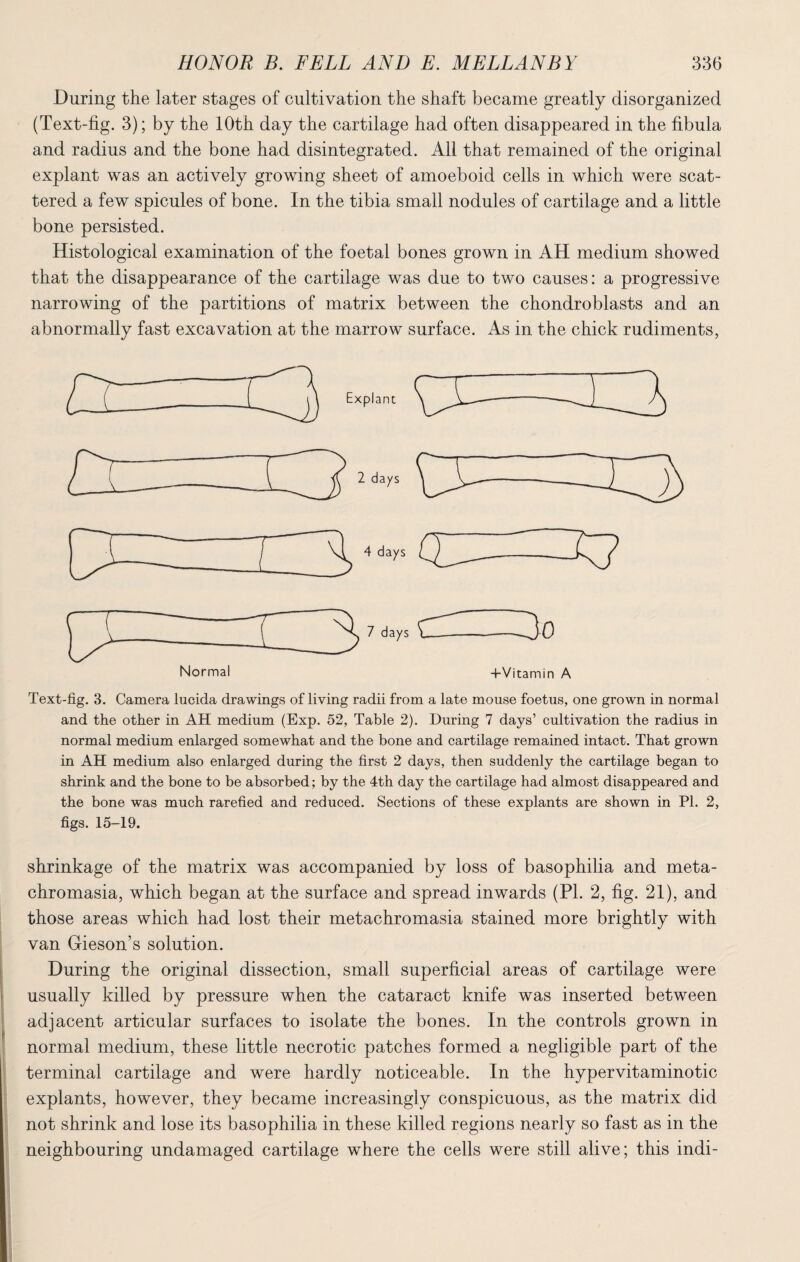 During the later stages of cultivation the shaft became greatly disorganized (Text-fig. 3); by the 10th day the cartilage had often disappeared in the fibula and radius and the bone had disintegrated. All that remained of the original explant was an actively growing sheet of amoeboid cells in which were scat¬ tered a few spicules of bone. In the tibia small nodules of cartilage and a little bone persisted. Histological examination of the foetal bones grown in AH medium showed that the disappearance of the cartilage was due to two causes: a progressive narrowing of the partitions of matrix between the chondroblasts and an abnormally fast excavation at the marrow surface. As in the chick rudiments, Explant Text-fig. 3. Camera lucida drawings of living radii from a late mouse foetus, one grown in normal and the other in AH medium (Exp. 52, Table 2). During 7 days’ cultivation the radius in normal medium enlarged somewhat and the bone and cartilage remained intact. That grown in AH medium also enlarged during the first 2 days, then suddenly the cartilage began to shrink and the bone to be absorbed; by the 4th day the cartilage had almost disappeared and the bone was much rarefied and reduced. Sections of these explants are shown in PI. 2, figs. 15-19. shrinkage of the matrix was accompanied by loss of basophilia and meta- chromasia, which began at the surface and spread inwards (PI. 2, fig. 21), and those areas which had lost their metachromasia stained more brightly with van Gieson’s solution. During the original dissection, small superficial areas of cartilage were usually killed by pressure when the cataract knife was inserted between adjacent articular surfaces to isolate the bones. In the controls grown in normal medium, these little necrotic patches formed a negligible part of the terminal cartilage and were hardly noticeable. In the hypervitaminotic explants, however, they became increasingly conspicuous, as the matrix did not shrink and lose its basophilia in these killed regions nearly so fast as in the neighbouring undamaged cartilage where the cells were still alive; this indi-