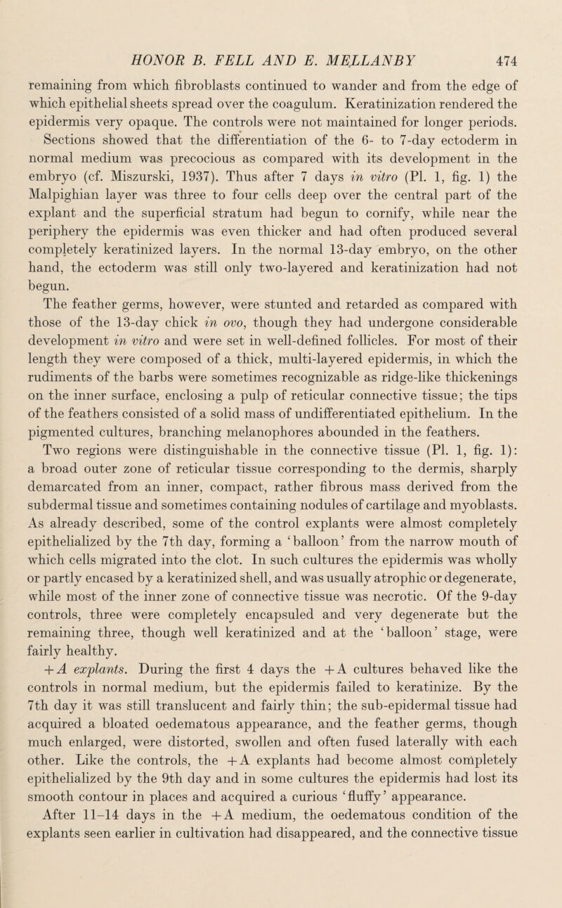 remaining from which fibroblasts continued to wander and from the edge of which epithelial sheets spread over the coagulum. Keratinization rendered the epidermis very opaque. The controls were not maintained for longer periods. Sections showed that the differentiation of the 6- to 7-day ectoderm in normal medium was precocious as compared with its development in the embryo (cf. Miszurski, 1937). Thus after 7 days in vitro (PI. 1, fig. 1) the Malpighian layer was three to four cells deep over the central part of the explant and the superficial stratum had begun to cornify, while near the periphery the epidermis was even thicker and had often produced several completely keratinized layers. In the normal 13-day embryo, on the other hand, the ectoderm was still only two-layered and keratinization had not begun. The feather germs, however, were stunted and retarded as compared with those of the 13-day chick in ovo, though they had undergone considerable development in vitro and were set in well-defined follicles. For most of their length they were composed of a thick, multi-layered epidermis, in which the rudiments of the barbs were sometimes recognizable as ridge-like thickenings on the inner surface, enclosing a pulp of reticular connective tissue; the tips of the feathers consisted of a solid mass of undifferentiated epithelium. In the pigmented cultures, branching melanophores abounded in the feathers. Two regions were distinguishable in the connective tissue (PL 1, fig. 1): a broad outer zone of reticular tissue corresponding to the dermis, sharply demarcated from an inner, compact, rather fibrous mass derived from the subdermal tissue and sometimes containing nodules of cartilage and myoblasts. As already described, some of the control explants were almost completely epithelialized by the 7th day, forming a 'balloon5 from the narrow mouth of which cells migrated into the clot. In such cultures the epidermis was wholly or partly encased by a keratinized shell, and was usually atrophic or degenerate, while most of the inner zone of connective tissue was necrotic. Of the 9-day controls, three were completely encapsuled and very degenerate but the remaining three, though well keratinized and at the 'balloon5 stage, were fairly healthy. + A explants. During the first 4 days the +A cultures behaved like the controls in normal medium, but the epidermis failed to keratinize. By the 7th day it was still translucent and fairly thin; the sub-epidermal tissue had acquired a bloated oedematous appearance, and the feather germs, though much enlarged, were distorted, swollen and often fused laterally with each other. Like the controls, the +A explants had become almost completely epithelialized by the 9th day and in some cultures the epidermis had lost its smooth contour in places and acquired a curious 'fluffy5 appearance. After 11-14 days in the +A medium, the oedematous condition of the explants seen earlier in cultivation had disappeared, and the connective tissue