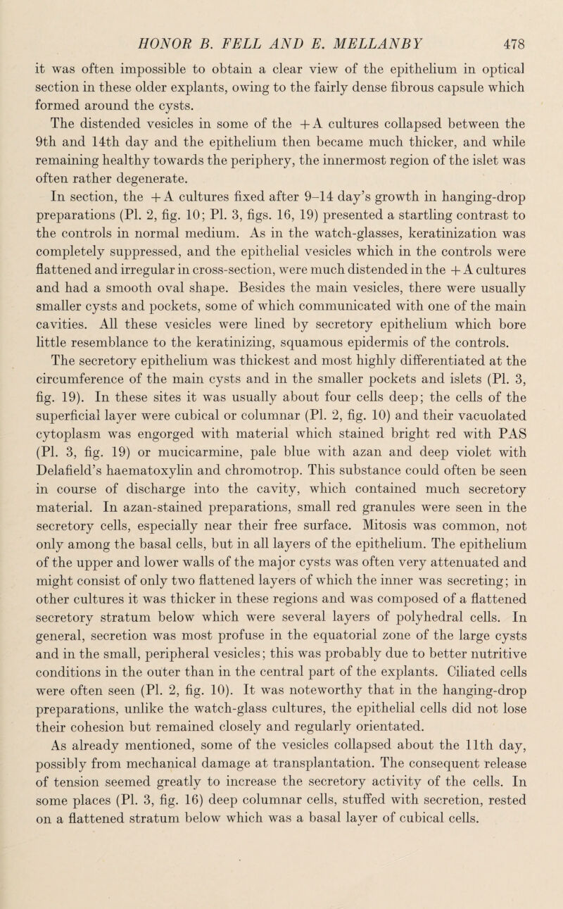 it was often impossible to obtain a clear view of the epithelium in optical section in these older explants, owing to the fairly dense fibrous capsule which formed around the cysts. The distended vesicles in some of the +A cultures collapsed between the 9th and 14th day and the epithelium then became much thicker, and while remaining healthy towards the periphery, the innermost region of the islet was often rather degenerate. In section, the + A cultures fixed after 9-14 day’s growth in hanging-drop preparations (PI. 2, fig. 10; PL 3, figs. 16, 19) presented a startling contrast to the controls in normal medium. As in the watch-glasses, keratinization was completely suppressed, and the epithelial vesicles which in the controls were flattened and irregular in cross-section, were much distended in the + A cultures and had a smooth oval shape. Besides the main vesicles, there were usually smaller cysts and pockets, some of which communicated with one of the main cavities. All these vesicles were lined by secretory epithelium which bore little resemblance to the keratinizing, squamous epidermis of the controls. The secretory epithelium was thickest and most highly differentiated at the circumference of the main cysts and in the smaller pockets and islets (PL 3, fig. 19). In these sites it was usually about four cells deep; the cells of the superficial layer were cubical or columnar (Pl. 2, fig. 10) and their vacuolated cytoplasm was engorged with material which stained bright red with PAS (Pl. 3, fig. 19) or mucicarmine, pale blue with azan and deep violet with Delafield’s haematoxylin and chromotrop. This substance could often be seen in course of discharge into the cavity, which contained much secretory material. In azan-stained preparations, small red granules were seen in the secretory cells, especially near their free surface. Mitosis was common, not only among the basal cells, but in all layers of the epithelium. The epithelium of the upper and lower walls of the major cysts was often very attenuated and might consist of only two flattened layers of which the inner was secreting; in other cultures it was thicker in these regions and was composed of a flattened secretory stratum below which were several layers of polyhedral cells. In general, secretion was most profuse in the equatorial zone of the large cysts and in the small, peripheral vesicles; this was probably due to better nutritive conditions in the outer than in the central part of the explants. Ciliated cells were often seen (Pl. 2, fig. 10). It was noteworthy that in the hanging-drop preparations, unlike the watch-glass cultures, the epithelial cells did not lose their cohesion but remained closely and regularly orientated. As already mentioned, some of the vesicles collapsed about the 11th day, possibly from mechanical damage at transplantation. The consequent release of tension seemed greatly to increase the secretory activity of the cells. In some places (Pl. 3, fig. 16) deep columnar cells, stuffed with secretion, rested on a flattened stratum below which was a basal layer of cubical cells.