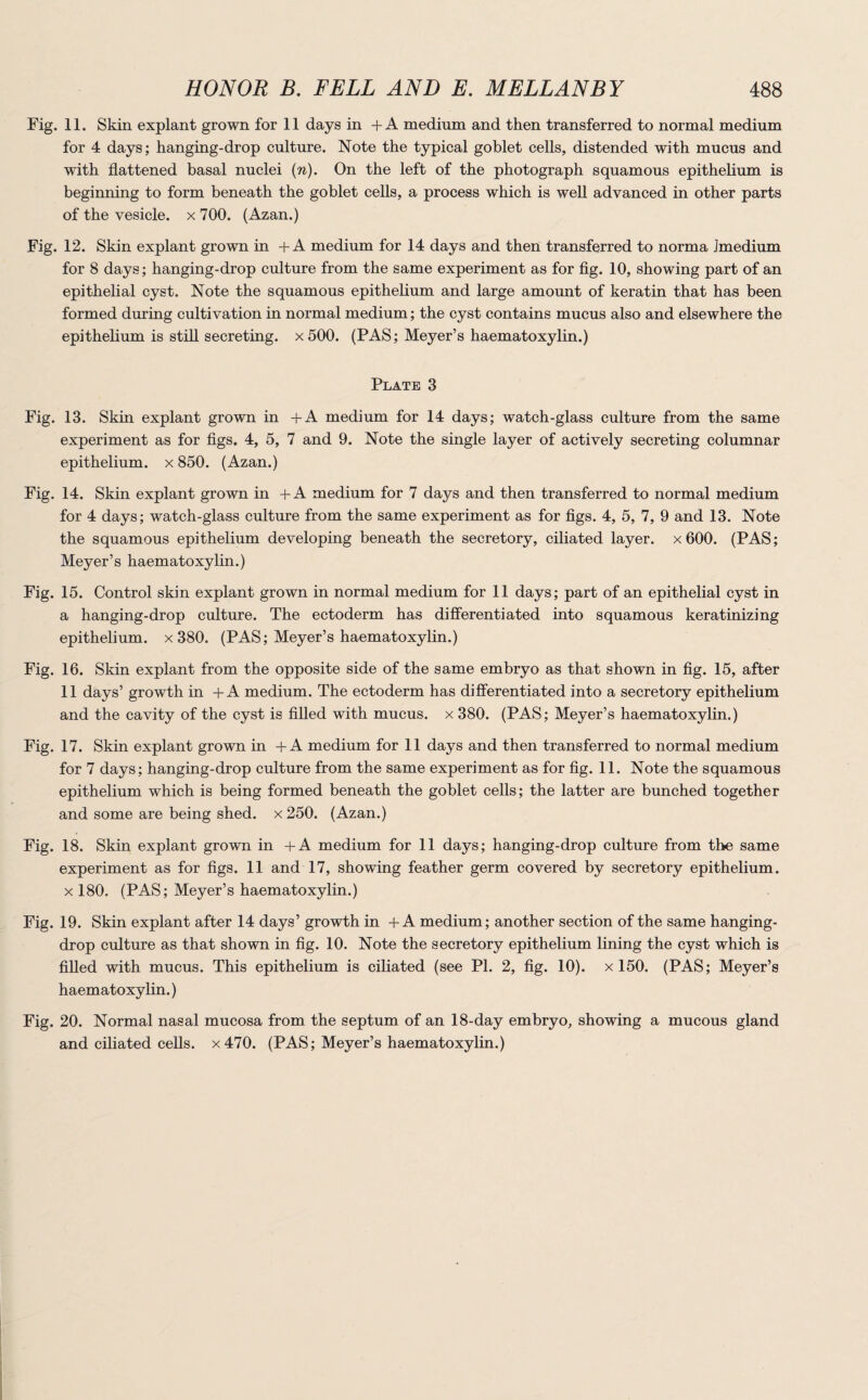 Fig. 11. Skin explant grown for 11 days in + A medium and then transferred to normal medium for 4 days; hanging-drop culture. Note the typical goblet cells, distended with mucus and with flattened basal nuclei (n). On the left of the photograph squamous epithelium is beginning to form beneath the goblet cells, a process which is well advanced in other parts of the vesicle, x 700. (Azan.) Fig. 12. Skin explant grown in +A medium for 14 days and then transferred to norma Jmedium for 8 days; hanging-drop culture from the same experiment as for fig. 10, showing part of an epithelial cyst. Note the squamous epithelium and large amount of keratin that has been formed during cultivation in normal medium; the cyst contains mucus also and elsewhere the epithelium is still secreting. x500. (PAS; Meyer’s haematoxylin.) Plate 3 Fig. 13. Skin explant grown in +A medium for 14 days; watch-glass culture from the same experiment as for figs. 4, 5, 7 and 9. Note the single layer of actively secreting columnar epithelium, x 850. (Azan.) Fig. 14. Skin explant grown in +A medium for 7 days and then transferred to normal medium for 4 days; watch-glass culture from the same experiment as for figs. 4, 5, 7, 9 and 13. Note the squamous epithelium developing beneath the secretory, ciliated layer, x 600. (PAS; Meyer’s haematoxylin.) Fig. 15. Control skin explant grown in normal medium for 11 days; part of an epithelial cyst in a hanging-drop culture. The ectoderm has differentiated into squamous keratinizing epithelium, x 380. (PAS; Meyer’s haematoxylin.) Fig. 16. Skin explant from the opposite side of the same embryo as that shown in fig. 15, after 11 days’ growth in + A medium. The ectoderm has differentiated into a secretory epithelium and the cavity of the cyst is filled with mucus, x 380. (PAS; Meyer’s haematoxylin.) Fig. 17. Skin explant grown in +A medium for 11 days and then transferred to normal medium for 7 days; hanging-drop culture from the same experiment as for fig. 11. Note the squamous epithelium which is being formed beneath the goblet cells; the latter are bunched together and some are being shed, x 250. (Azan.) Fig. 18. Skin explant grown in +A medium for 11 days; hanging-drop culture from the same experiment as for figs. 11 and 17, showing feather germ covered by secretory epithelium, x 180. (PAS; Meyer’s haematoxylin.) Fig. 19. Skin explant after 14 days’ growth in + A medium; another section of the same hanging- drop culture as that shown in fig. 10. Note the secretory epithelium lining the cyst which is filled with mucus. This epithelium is ciliated (see PI. 2, fig. 10). x 150. (PAS; Meyer’s haematoxylin.) Fig. 20. Normal nasal mucosa from the septum of an 18-day embryo, showing a mucous gland and ciliated cells. x470. (PAS; Meyer’s haematoxylin.)