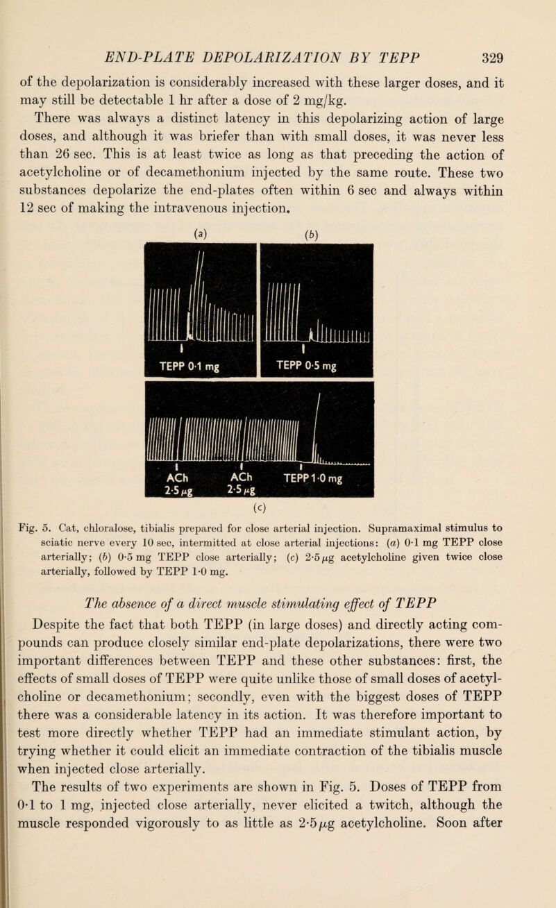 of the depolarization is considerably increased with these larger doses, and it may still be detectable 1 hr after a dose of 2 mg/kg. There was always a distinct latency in this depolarizing action of large doses, and although it was briefer than with small doses, it was never less than 26 sec. This is at least twice as long as that preceding the action of acetylcholine or of decamethonium injected by the same route. These two substances depolarize the end-plates often within 6 sec and always within 12 sec of making the intravenous injection. (0 Fig. 5. Cat, chloralose, tibialis prepared for close arterial injection. Supramaximal stimulus to sciatic nerve every 10 sec, intermitted at close arterial injections: (a) 0-1 mg TEPP close arterially; (b) 0-5 mg TEPP close arterially; (c) 2-5/u.g acetylcholine given twice close arterially, followed by TEPP 1-0 mg. The absence of a direct muscle stimulating effect of TEPP Despite the fact that both TEPP (in large doses) and directly acting com- pounds can produce closely similar end-plate depolarizations, there were two important differences between TEPP and these other substances: first, the effects of small doses of TEPP were quite unlike those of small doses of acetyl¬ choline or decamethonium; secondly, even with the biggest doses of TEPP there was a considerable latency in its action. It was therefore important to test more directly whether TEPP had an immediate stimulant action, by trying whether it could elicit an immediate contraction of the tibialis muscle when injected close arterially. The results of two experiments are shown in Fig. 5. Doses of TEPP from 0*1 to 1 mg, injected close arterially, never elicited a twitch, although the muscle responded vigorously to as little as 2*5 /xg acetylcholine. Soon after