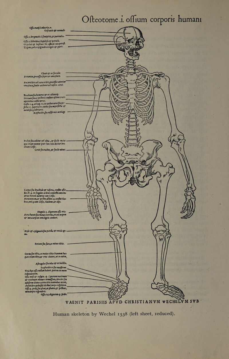 Oflxotome.i. offium corporis humani Ojjt cramj.i.aluarix.7. Osfrontis CT coronale. Ojfa. i .bregmatis.l.fynipitis.cr parietalia. Offa.l.litboidea.i.lapidofa CT petrofa. Ospalati CT bafilare hie ojkndi nonpotejl Zjgjm/jUclot^gifiJcJ.i.lvga/c CT p“r“- ClduiscT osfurculx. Acromion,proccf[uifupcnor omopUlf. Ancyroides uel coraeo)dcs.proceffus anterior omoplatx,finulii aneborx ucl rejlro corut- Prachium feu humerus c7 os adiutorij. Sternum feuos pedoris conjhns ojdibuS.7-et- apientibas cofhs ueras. Co/}/. i^.utrinq; i i.ex quibusucrx feu pc' jrdx.7. fuperiores; noth/ feu inperftdx CT mendofx.qinferiorcs. Xypboides,feu enfifbrmis artilagp Pechys feu cubitus uel ulna , CT focilc main: . quo etiam nomne pars hxc tom dicitur bra chium Celfo. Cerat feu radius, cr foci',e minus.. Carpus feu braehlale CT rafeeta, eonjht o/?i-_ bus.8.4.in fngulos ordinet conielhs.non in» tertus horum numeral cum Celfo. Keaarpium.cT peflen of?ibus.q..confht Gj* Icno.non.q.cum Celfo, Guidone,ZT alijs. Singulis. 5. digtorum offa tria- A croshgron feu nunus extrenu.etiam arpum CT metacarpion cam digit is conduct. ‘ Kyle CT e pignut is feu patella cr Tolula gc nu. Perione feu fura,os minus tibie. Cnone feu tibia, os mains tibix.Nam tons hxe pars etiam tibia,ej crus diatur.ut incubus), Aflraplus feu talus CTOJ baliflx. Scapboides os feu nauifbrme. Tria hxc off a nuUam babent partem in mamt refpondentem. Cfia arfi cr rafqlx. 4. ( quorum maximum- CT externum alaneo conumffum.cyboides feu cubiform diatur.cxteratria nomimbus arent, chalooidea quibufdi dicuturjarpo reffodent._ Offa.q. pedtj,fcu plant,ocplantX.ZT pedlnts, meaarpio rejpondent. O[fa.icp.di^torm-q- pedis.' VAENIT PARISIIS APVD CHRISTI A N VM wECHELV M SVB