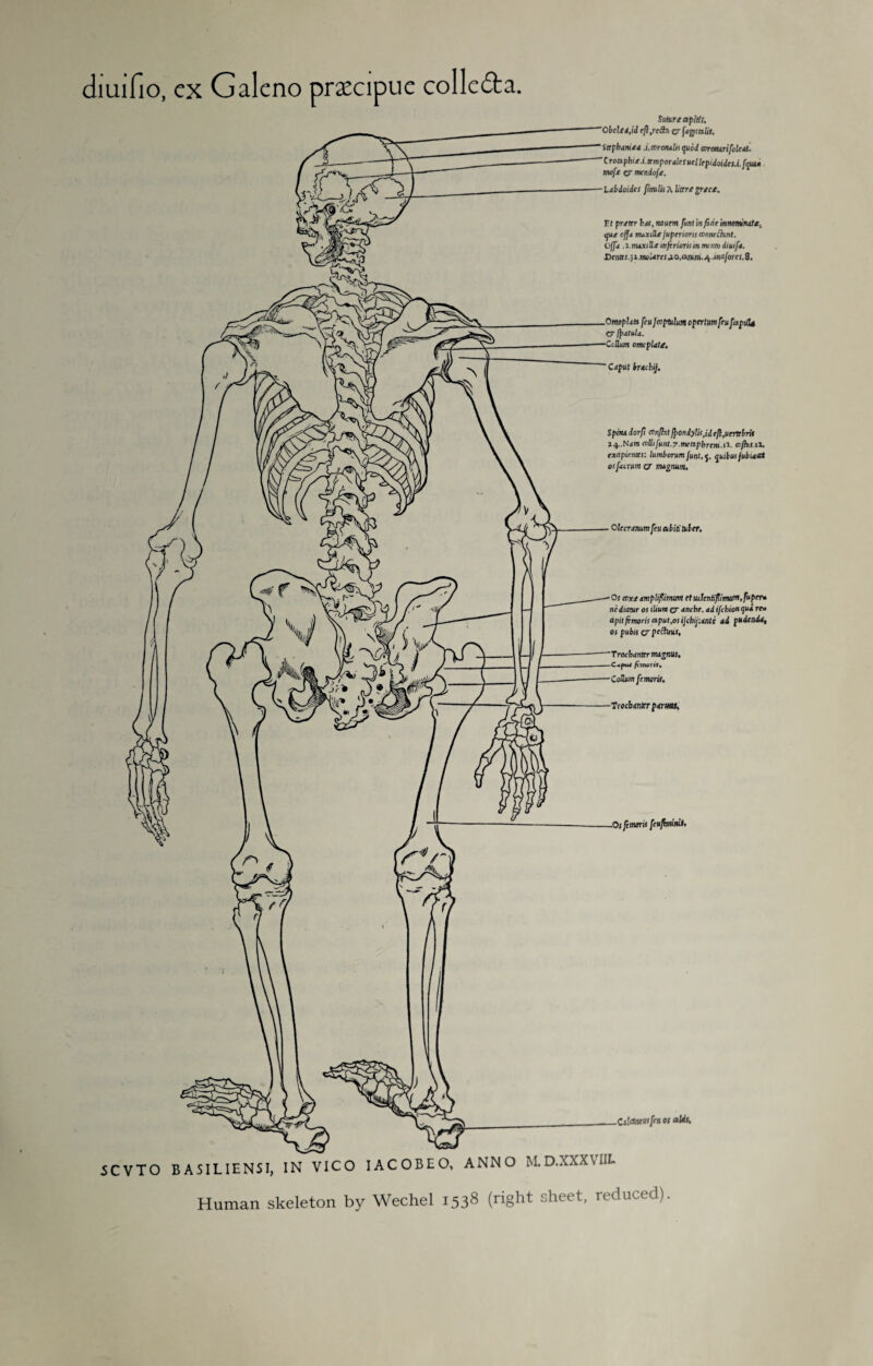 diuifio, cx Galcno prxcipue collegia. Suture aphis, Obcleeji eft,nib, c fegtalit. Stephemea .i.coroiulu quod wrcmrifoledt. Croaphie.i.trmpordlefuellepidoides.i.fquu» mofe cr mcniofe. Libdoides finulis A Litre grece. Ft prefer but, rteuem funt in fide innem'iute, que cffj nuxille jupencrts mime {hint. Off* .1 nuxille m ft riorum mam dimfi. Dentes.; i.mt>Uresj.o.amm. 4 mafores. 8. Omopldtu feu J co ptilunt cpertum feu fapiiU cr If etui4. CcHum omcpUtt, Cdpul brdcbij. Sphulorp ccn[ht jponiyUs,ideft,uertebrU 14..Nam mill funt.7meapbrem.1i. trjhi.il, exapientes: lumborum junl.q. quibusjubuxt osfdcrum cr mgnum. Olccrenum feu cubiti tuber. Os tore dmpliftimm et uJentiftinuim,fuper* nediatur os ilium cr dnche. ai ifthionqui re* apitftmoris aput.os ifcbijiunte id pudendi, os pubis cr peChnit, Troehdntermsgmis, C-4f»tU fvmuTVf* CoHum fcmeris. Tsocbdtiter perm. .Os ft moris feuftminis. Cs'Atcuifeu os »Us, SCVTO BASILIEN5I, IN VICO IACOBEO, ANNO M.D.XXXVIIE
