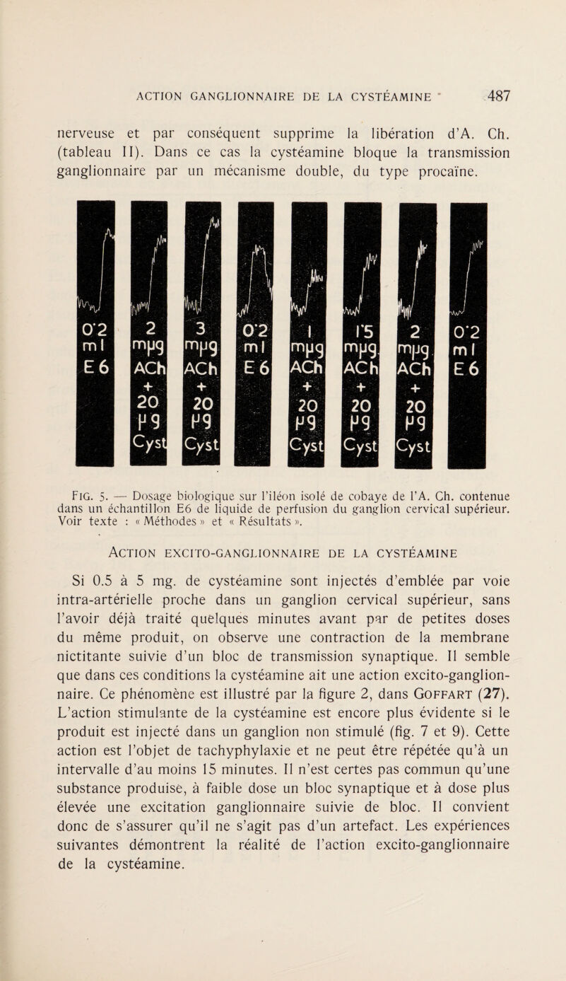 nerveuse et par consequent supprime la liberation d’A. Ch. (tableau II). Dans ce cas la cysteamine bloque la transmission ganglionnaire par un mecanisme double, du type procaine. Fig. 5. — Dosage biologique sur l’ileon isole de cobaye de FA. Ch. contenue dans un echantillon E6 de liquide de perfusion du ganglion cervical superieur. Voir texte : «Methodes » et « Resultats». Action excito-ganglionnaire de la cysteamine Si 0.5 a 5 mg. de cysteamine sont injectes d’emblee par voie intra-arterielle proche dans un ganglion cervical superieur, sans l’avoir deja traite quelques minutes avant par de petites doses du meme produit, on observe une contraction de la membrane nictitante suivie d’un bloc de transmission synaptique. II semble que dans ces conditions la cysteamine ait une action excito-ganglion¬ naire. Ce phenomene est illustre par la figure 2, dans Goffart (27). L’action stimulante de la cysteamine est encore plus evidente si le produit est injecte dans un ganglion non stimule (fig. 7 et 9). Cette action est l’objet de tachyphylaxie et ne peut etre repetee qu’a un intervalle d’au moins 15 minutes. II n’est certes pas commun qu’une substance produise, a faible dose un bloc synaptique et a dose plus elevee une excitation ganglionnaire suivie de bloc. II convient done de s’assurer qu’il ne s’agit pas d’un artefact. Les experiences suivantes demontrent la realite de Taction excito-ganglionnaire de la cysteamine.