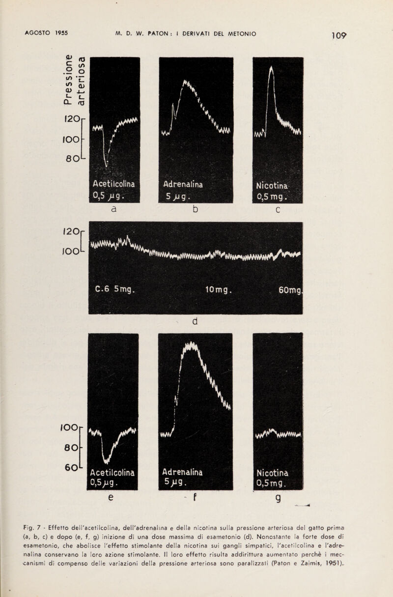 iOO 80 60 e - f Fig. 7 - Effetto dell'acetilcolina, dell'adrenalma e della nicotina sulla pressione arteriosa del gatto prims (a, b, c) e dopo (e, f, g) inizione di una dose massima di esametonio (d). Nonostante la forte dose di esametonio, che abolisce I'effetto stimolante della nicotina sui gangli simpatici, I'acetilcolina e I'adre- nalina conservano la loro azione stimolante. II loro effetto risulta addirittura aumentato perche i mec- -canismi di compenso delle variazioni della pressione arteriosa sono paralizzati (Paton e Zaimis, 1951)..