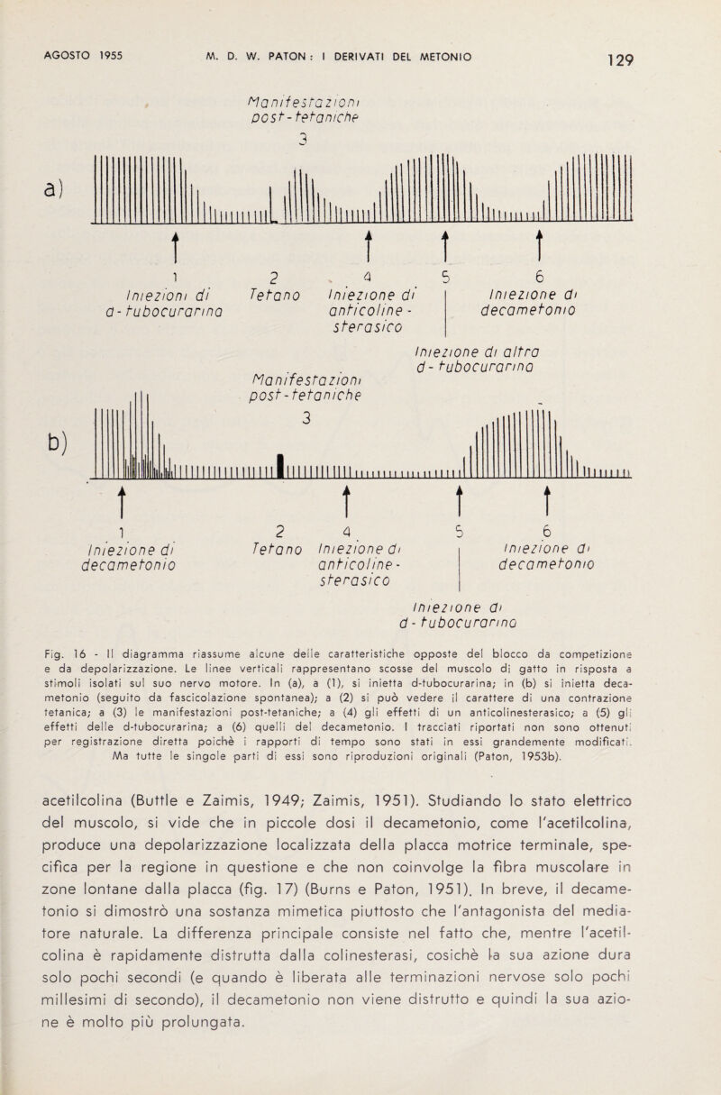MamfestaziQ.m post- feta niche 3 1 Imeziom di a- fubocurarma 2 4 Tetano imezione di anticoline - sferasico 5 6 Imezione ch decametomo imezione di altro d - fubocurarma Manifestation/ t t t t 1 Iniezione di decametomo 2 4 Tetano iniezione d< anficoline - sferasico 5 6 imezione d> decametonio imezione Cb d - fubocurarmci Fig. 16 - II diagramma riassume alcune del I e caratteristiche opposte del blocco da competizione e da depolarizzazione. Le linee verticali rappresentano scosse del muscolo di gatto in risposta a stimoli isolati su! suo nervo motore. In (a), a (1), si inietta d-tubocurarina; in (b) si inietta deca¬ metonio (seguito da fascicolazione spontanea); a (2) si puo vedere il carattere di una contrazione tetanica; a (3) le manifestazioni post-tetaniche; a (4) gli effetti di un anticolinesterasico; a (5) gli effetti del 1 e d-tubocurarina; a (6) quel I i del decametonio. I tracciati riportati non sono ottenuti per registrazione diretta poiche i rapporti di tempo sono stati in essi grandemente modificafi. Ma tutte le singole parti di essi sono riproduzioni originali (Paton, 1953b). acetilcolina (Buttle e Zaimis, 1949; Zaimis, 1951). Studiando lo stato elettrico del muscolo, si vide che in piccole dosi il decametonio, come I'acetilcolina, produce una depolarizzazione localizzata della placca motrice terminale, spe- cifica per la regione in questione e che non coinvolge la fibra muscolare in zone lontane da 11 a placca (fig. 17) (Burns e Paton, 1951). In breve, il decame¬ tonio si dimostro una sostanza mimetica piuttosto che I'antagonista del media- tore naturale. La differenza principale consiste nel fatto che, mentre I'acetil- colina e rapidamente distrutta da 11 a colinesterasi, cosiche la sua azione dura solo pochi secondi (e quando e liberata a I le terminazioni nervo-se solo pochi millesimi di secondo), il decametonio non viene distrutto e quindi la sua azio¬ ne e molto piu prolungata.