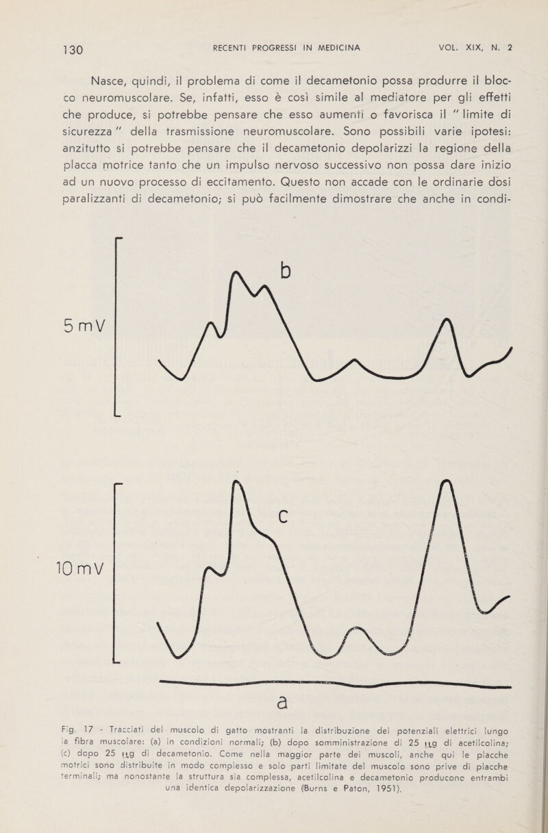Nasce, quindi, il problema di come i! decametonio possa produrre il bloc- co neuromuscolare. Se, infatti, esso e cosi simile al mediatore per gli effetti che produce, si potrebbe pensare che esso aumenti o favorisca il  limite di sicurezza  della trasmissione neuromuscolare. Sono possibili varie ipotesi: anzitutto si potrebbe pensare che il decametonio depolarizzi la regione della placca motrice tanto che un impulso nervoso successive non possa dare inizio ad un nuovo processo di eccitamento. Questo non accade con le ordinarie dosi paralizzanti di decametonio; si puo facilmente dimostrare che anche in condi- 10 mV Fig. 17 - Tracciati del muscolo di gatto mostranti la distribuzione dei potenziali elettrici lungo ;a fibra muscolare: (a) in condizioni normali; (b) dopo somministrazione di 25 y^g di acetilcolina; (c) dopo 25 y,g di decametonio. Come nella maggior parte dei muscoli, anche qui le placche motrici sono distribuite in modo complesso e solo parti I imitate del muscolo sono prive di placche terminali; ma nonostante la struttura sia complessa, acetilcolina e decametonio producono entrambi una identica depolarizzazione ^Burns e Paton, 1951).