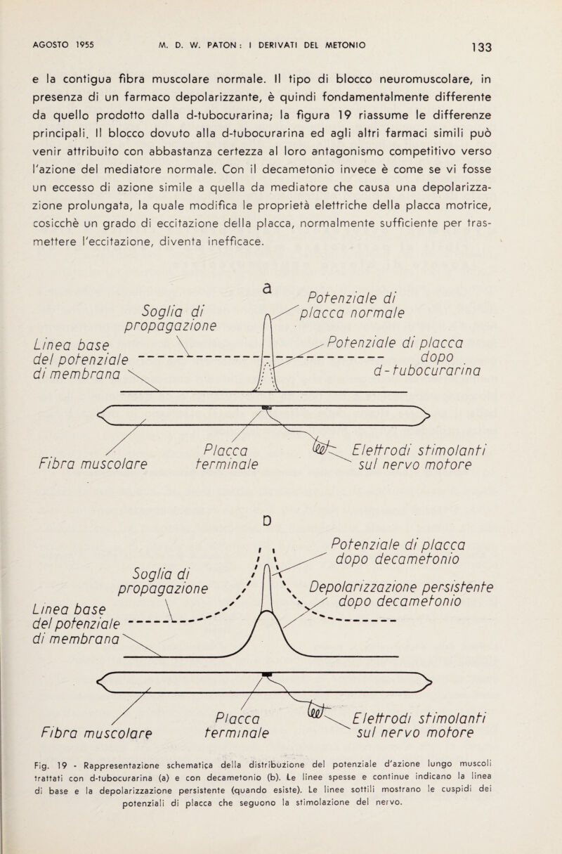 e la contigua fibra muscolare normale. II tipo di blocco neuromuscolare, in presenza di un farmaco depolarizzante, e quindi fondamentalmente different© da quello prodotto dal I a d-tubocurarina; la figura 19 riassume le differenze principals II blocco dovuto alia d-tubocurarina ed agli altri farmaci simili puo venir attribuito con abbastanza certezza al loro antagonism© competitive verso I'azione del mediatore normale. Con il decametonio invece e come se vi fosse un eccesso di azione simile a quella da mediatore che causa una depolarizza- zione prolungata, la quale modifica ie propriety elettriche della placca motrice, cosicche un grado di eccitazione della placca, normalmente sufficiente per tras- mettere I'eccitazione, diventa inefficace. Sog/ia di propagazione Potenziale di placca normale Linea base del potenziale di membrana Potenziale di placca dopo d-tubocurarina < Fibra muscolare Placca terminate > Flettrodi stimo/anti suf nervo motore D Soglia di propagazione Linea base del potenziale di membrana Potenziale di placca dopo decametonio Depolarizzazione persistente dopo decametonio < Fibra muscolare Placca terminate > \^FIeftrodi stimolanti sul nervo motore Fig. 19 - Rappresentazione schematics della distribuzione del potenziale d'azione lungo muscoli trattati con d-tubocurarina (a) e con decametonio (b). Le linee spesse e continue indicano la linea di base e la depolarizzazione persistente (quando esiste). Le linee sottili mostrano le cuspidi dei potenziali di placca che seguono la stimolazione del nervo.
