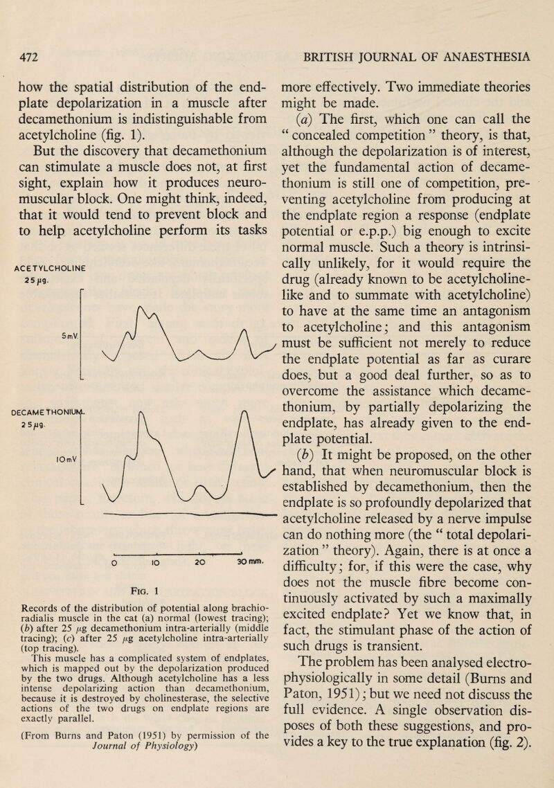 how the spatial distribution of the end- plate depolarization in a muscle after decamethonium is indistinguishable from acetylcholine (fig. 1). But the discovery that decamethonium can stimulate a muscle does not, at first sights explain how it produces neuro¬ muscular block. One might think; indeed, that it would tend to prevent block and to help acetylcholine perform its tasks ACETYLCHOLINE 25 jig. 5 mV. DECAMETHONIUM- 2 5yug. 10 mV » ..—— r 1 ■ ... * O 10 20 30 mm. Fig. 1 Records of the distribution of potential along brachio- radialis muscle in the cat (a) normal (lowest tracing); (b) after 25 /xg decamethonium intra-arterially (middle tracing); (c) after 25 /xg acetylcholine intra-arterially (top tracing). This muscle has a complicated system of endplates, which is mapped out by the depolarization produced by the two drugs. Although acetylcholine has a less intense depolarizing action than decamethonium, because it is destroyed by cholinesterase, the selective actions of the two drugs on endplate regions are exactly parallel. (From Burns and Paton (1951) by permission of the Journal of Physiology) more effectively. Two immediate theories might be made. (a) The first, which one can call the “ concealed competition55 theory, is that, although the depolarization is of interest, yet the fundamental action of decame¬ thonium is still one of competition, pre¬ venting acetylcholine from producing at the endplate region a response (endplate potential or e.p.p.) big enough to excite normal muscle. Such a theory is intrinsi¬ cally unlikely, for it would require the drug (already known to be acetylcholine¬ like and to summate with acetylcholine) to have at the same time an antagonism to acetylcholine; and this antagonism must be sufficient not merely to reduce the endplate potential as far as curare does, but a good deal further, so as to overcome the assistance which decame¬ thonium, by partially depolarizing the endplate, has already given to the end¬ plate potential. (b) It might be proposed, on the other hand, that when neuromuscular block is established by decamethonium, then the endplate is so profoundly depolarized that acetylcholine released by a nerve impulse can do nothing more (the “ total depolari¬ zation ” theory). Again, there is at once a difficulty; for, if this were the case, why does not the muscle fibre become con¬ tinuously activated by such a maximally excited endplate? Yet we know that, in fact, the stimulant phase of the action of such drugs is transient. The problem has been analysed electro- physiologically in some detail (Burns and Paton, 1951); but we need not discuss the full evidence. A single observation dis¬ poses of both these suggestions, and pro¬ vides a key to the true explanation (fig. 2).