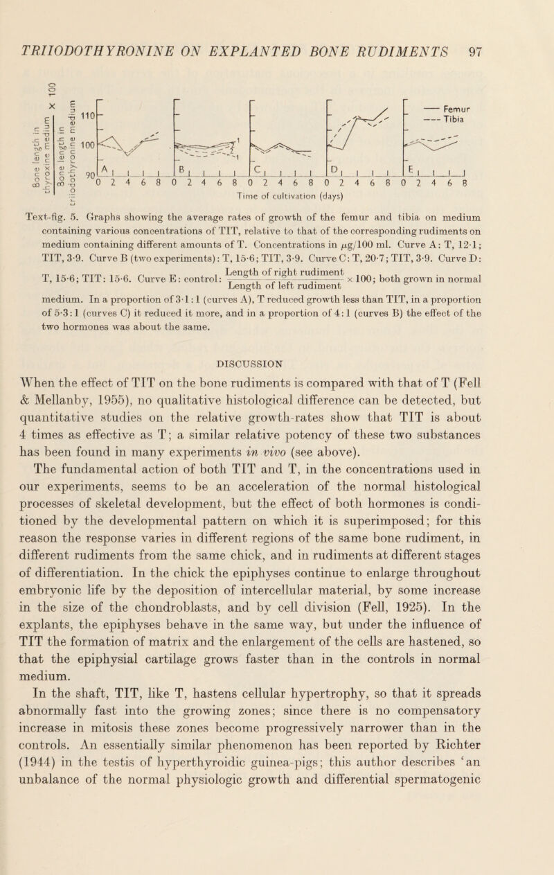 o o 02468024680246802468 Time of cultivation (days) Text-fig. 5. Graphs showing the average rates of growth of the femur and tibia on medium containing various concentrations of TIT, relative to that of the corresponding rudiments on medium containing different amounts of T. Concentrations in pg/100 ml. Curve A: T, 12T; TIT, 3-9. Curve B (two experiments): T, 15-6; TIT, 3-9. Curve C: T, 20-7; TIT, 3*9. CurveD: T, 15-6; TIT: 15-6. Curve E: control: Length of right rudiment x 100; both grown in normal Length of left rudiment medium. In a proportion of 3T : 1 (curves A), T reduced growth less than TIT, in a proportion of 5-3:1 (curves C) it reduced it more, and in a proportion of 4:1 (curves B) the effect of the two hormones was about the same. DISCUSSION When the effect of TIT on the bone rudiments is compared with that of T (Fell & Mellanby, 1955), no qualitative histological difference can be detected, but quantitative studies on the relative growth-rates show that TIT is about 4 times as effective as T; a similar relative potency of these two substances has been found in many experiments in vivo (see above). The fundamental action of both TIT and T, in the concentrations used in our experiments, seems to be an acceleration of the normal histological processes of skeletal development, but the effect of both hormones is condi¬ tioned by the developmental pattern on which it is superimposed; for this reason the response varies in different regions of the same bone rudiment, in different rudiments from the same chick, and in rudiments at different stages of differentiation. In the chick the epiphyses continue to enlarge throughout embryonic life by the deposition of intercellular material, by some increase in the size of the chondroblasts, and by cell division (Fell, 1925). In the explants, the epiphyses behave in the same way, but under the influence of TIT the formation of matrix and the enlargement of the cells are hastened, so that the epiphysial cartilage grows faster than in the controls in normal medium. In the shaft, TIT, like T, hastens cellular hypertrophy, so that it spreads abnormally fast into the growing zones; since there is no compensatory increase in mitosis these zones become progressively narrower than in the controls. An essentially similar phenomenon has been reported by Richter (1944) in the testis of hyperthyroidic guinea-pigs; this author describes ‘an unbalance of the normal physiologic growth and differential spermatogenic