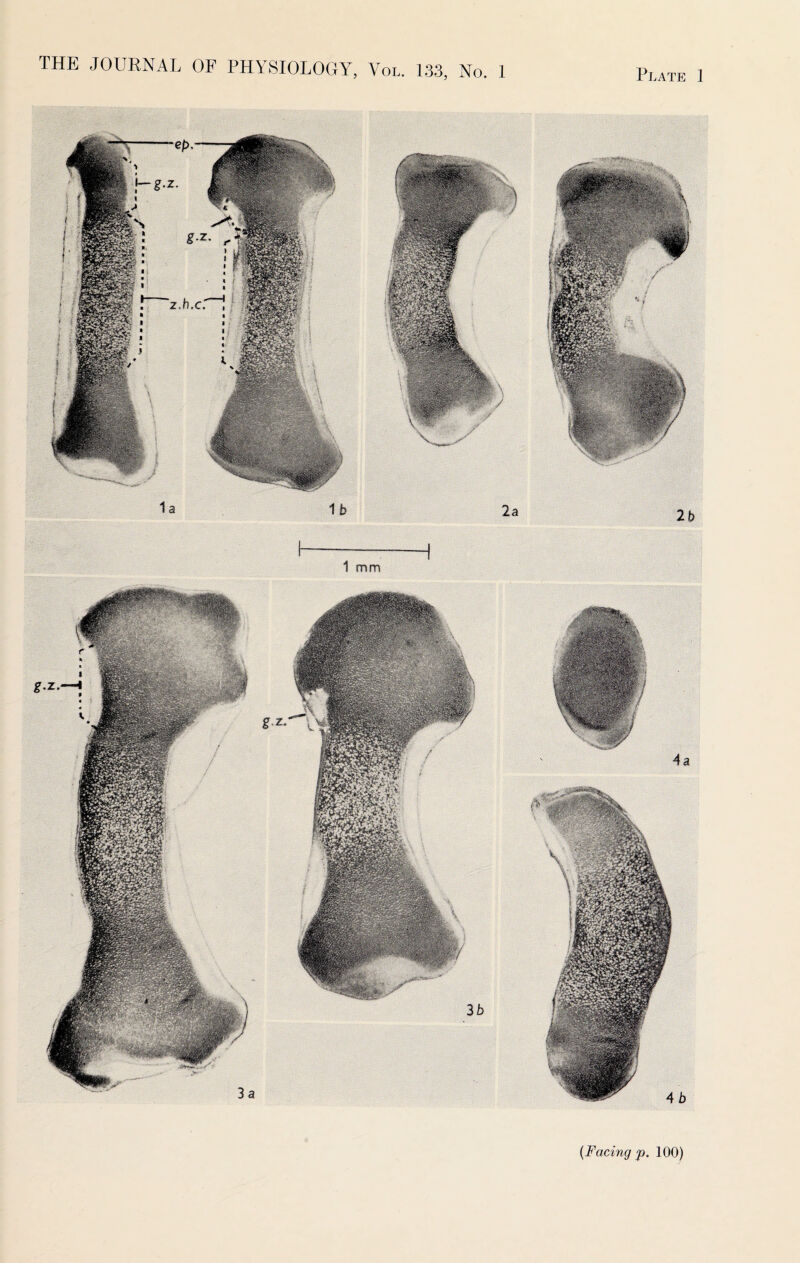 1 mm P S g (Facing p. 100)