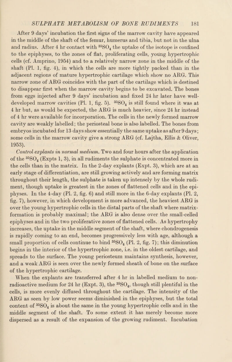 After 9 days’ incubation the first signs of the marrow cavity have appeared in the middle of the shaft of the femur, humerus and tibia, but not in the ulna and radius. After 4 hr contact with 35S04 the uptake of the isotope is confined to the epiphyses, to the zones of flat, proliferating cells, young hypertrophic cells (cf. Amprino, 1954) and to a relatively narrow zone in the middle of the shaft (PL 1, fig. 4), in which the cells are more tightly packed than in the adjacent regions of mature hypertrophic cartilage which show no ARG. This narrow zone of ARG coincides with the part of the cartilage which is destined to disappear first when the marrow cavity begins to be excavated. The bones from eggs injected after 9 days’ incubation and fixed 24 hr later have well- developed marrow cavities (PI. 1, fig. 5). 35S04 is still found where it was at 4 hr but, as would be expected, the ARG is much heavier, since 24 hr instead of 4 hr were available for incorporation. The cells in the newly formed marrow cavity are weakly labelled; the periosteal bone is also labelled. The bones from embryos incubated for 13 days show essentially the same uptake as after 9 days; some cells in the marrow cavity give a strong ARG (cf. Lajtha, Ellis & Oliver, 1953). Control explants in normal medium. Two and four hours after the application of the 35S04 (Expts 1, 3), in all rudiments the sulphate is concentrated more in the cells than in the matrix. In the 2-day explants (Expt. 3), which are at an early stage of differentiation, are still growing actively and are forming matrix throughout their length, the sulphate is taken up intensely by the whole rudi¬ ment, though uptake is greatest in the zones of flattened cells and in the epi¬ physes. In the 4-day (PI. 2, fig. 6) and still more in the 6-day explants (PI. 2, fig. 7), however, in which development is more advanced, the heaviest ARG is over the young hypertrophic cells in the distal parts of the shaft where matrix- formation is probably maximal; the ARG is also dense over the small-celled epiphyses and in the two proliferative zones of flattened cells. As hypertrophy increases, the uptake in the middle segment of the shaft, where chondrogenesis is rapidly coming to an end, becomes progressively less with age, although a small proportion of cells continue to bind 35S04 (PI. 2, fig. 7); this diminution begins in the interior of the hypertrophic zone, i.e. in the oldest cartilage, and spreads to the surface. The young periosteum maintains synthesis, however, and a weak ARG is seen over the newly formed sheath of bone on the surface of the hypertrophic cartilage. When the explants are transferred after 4 hr in labelled medium to non¬ radioactive medium for 24 hr (Expt. 3), the 35S04, though still plentiful in the cells, is more evenly diffused throughout the cartilage. The intensity of the ARG as seen by low power seems diminished in the epiphyses, but the total content of 35S04 is about the same in the young hypertrophic cells and in the middle segment of the shaft. To some extent it has merely become more dispersed as a result of the expansion of the growing rudiment. Incubation