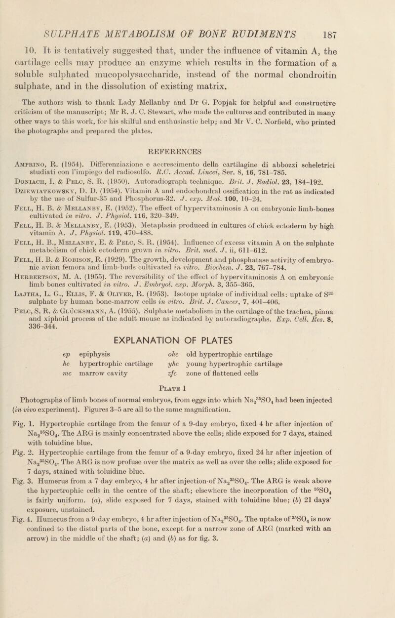 10. It is tentatively suggested that, under the influence of vitamin A, the cartilage cells may produce an enzyme which results in the formation of a soluble sulphated mucopolysaccharide, instead of the normal chondroitin sulphate, and in the dissolution of existing matrix. The authors wish to thank Lady Mellanby and Dr G. Popjak for helpful and constructive criticism of the manuscript; Mr R. J. C. Stewart, who made the cultures and contributed in many other ways to this work, for his skilful and enthusiastic help; and Mr V. C. Norfield, who printed the photographs and prepared the plates. REFERENCES Amprino, R. (1954). Differenziazione e accrescimento della cartilagine di abbozzi scheletrici studiati con l’impiego del radiosolfo. R.C. Accad. Lincei, Ser. 8, 16, 781-785. Doniach, I. & Pelc, S. R. (1950). Autoradiograph technique. Brit. J. Radiol. 23, 184-192. Dziewiatkowsky, D. D. (1954). Vitamin A and endochondral ossification in the rat as indicated by the use of Sulfur-35 and Phosphorus-32. J. exp. Med. 100, 10-24. Fell, H. B. & Mellanby, E. (1952). The effect of hypervitaminosis A on embryonic limb-bones cultivated in vitro. J. Physiol. 116, 320-349. Fell, H. B. & Mellanby, E. (1953). Metaplasia produced in cultures of chick ectoderm by high vitamin A. J. Physiol. 119, 470-488. Fell, H. B., Mellanby, E. & Pelc, S. R. (1954). Influence of excess vitamin A on the sulphate metabolism of chick ectoderm grown in vitro. Brit. med. J. ii, 611-612. Fell, H. B. & Robison, R. (1929). The growth, development and phosphatase activity of embryo¬ nic avian femora and limb-buds cultivated in vitro. Biochem. J. 23, 767-784. Herbertson, M. A. (1955). The reversibility of the effect of hypervitaminosis A on embryonic limb bones cultivated in vitro. J. Embryol. exp. Morph. 3, 355-365. Lajtha, L. G., Ellis, F. & Oliver, R. (1953). Isotope uptake of individual cells: uptake of S35 sulphate by human bone-marrow cells in vitro. Brit. J. Cancer, 7, 401-406. Pelc, S. R. & Glucksmann, A. (1955). Sulphate metabolism in the cartilage of the trachea, pinna and xiphoid process of the adult mouse as indicated by autoradiographs. Exp. Cell. Res. 8, 336-344. EXPLANATION OF PLATES ep epiphysis ohc old hypertrophic cartilage he hypertrophic cartilage yhc young hypertrophic cartilage me marrow cavity zfc zone of flattened cells Plate 1 Photographs of limb bones of normal embryos, from eggs into which Na235S04 had been injected (in vivo experiment). Figures 3-5 are all to the same magnification. Fig. 1. Hypertrophic cartilage from the femur of a 9-day embryo, fixed 4 hr after injection of Na235S04. The ARG is mainly concentrated above the cells; slide exposed for 7 days, stained with toluidine blue. Fig. 2. Hypertrophic cartilage from the femur of a 9-day embryo, fixed 24 hr after injection of Na235S04. The ARG is now profuse over the matrix as well as over the cells; slide exposed for 7 days, stained with toluidine blue. Fig. 3. Humerus from a 7 day embryo, 4 hr after injection-of Na235S04. The ARG is weak above the hypertrophic cells in the centre of the shaft; elsewhere the incorporation of the 35S04 is fairly uniform, (a), slide exposed for 7 days, stained with toluidine blue; (b) 21 days’ exposure, unstained. Fig. 4. Humerus from a 9-day embryo, 4 hr after injection of Na235S04. The uptake of 35S04 is now confined to the distal parts of the bone, except for a narrow zone of ARG (marked with an