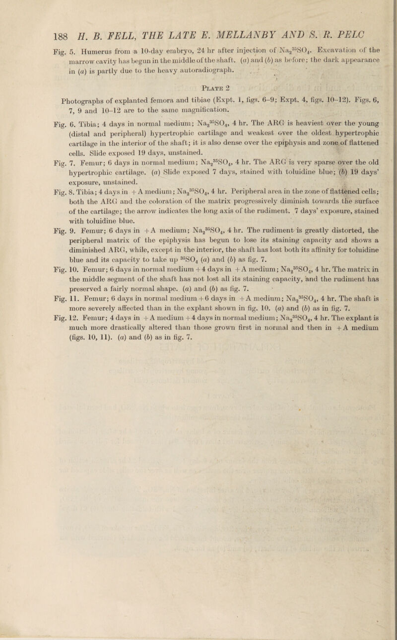 Fig. 5. Humerus from a 10-day embryo, 24 hr after injection of Na235S04. Excavation of the marrow cavity has begun in the middle of the shaft, (a) and (6) as before; the dark appearance in (a) is partly due to the heavy autoradiograph. ■ ” • t ’ Plate 2 Photographs of explanted femora and tibiae (Expt. 1, figs. 6-9; Expt. 4, figs. 10-12). Figs. 6, 7, 9 and 10-12 are to the same magnification. Fig. 6. Tibia; 4 days in normal medium; Na235S04, 4 hr. The ARG is heaviest over the young (distal and peripheral) hypertrophic cartilage and weakest over the oldest hypertrophic cartilage in the interior of the shaft; it is also dense over the epiphysis and zone of flattened cells. Slide exposed 19 days, unstained. Fig. 7. Femur; 6 days in normal medium; Na235S04, 4 hr. The ARG is very sparse over the old hypertrophic cartilage, (a) Slide exposed 7 days, stained with toluidine blue; (b) 19 days’ exposure, unstained. Fig. 8. Tibia; 4 days in + A medium; Na235S04, 4 hr. Peripheral area in the zone of flattened cells; both the ARG and the coloration of the matrix progressively diminish towards the surface of the cartilage; the arrow indicates the long axis of the rudiment. 7 days’ exposure, stained with toluidine blue. Fig. 9. Femur; 6 days in +A medium; Na235S04, 4 hr. The rudiment is greatly distorted, the peripheral matrix of the epiphysis has begun to lose its staining capacity and shows a diminished ARG, while, except in the interior, the shaft has lost both its affinity for toluidine blue and its capacity to take up 35S04 (a) and (b) as fig. 7. Fig. 10. Femur; 6 days in normal medium +4 days in + A medium; Na235S04, 4 hr. The matrix in the middle segment of the shaft has not lost all its staining capacity, and the rudiment has preserved a fairly normal shape, (a) and (b) as fig. 7. Fig. 11. Femur; 6 days in normal medium +6 days in + A medium; Na235S04, 4 hr. The shaft is more severely affected than in the explant shown in fig. 10. (a) and (b) as in fig. 7. Fig. 12. Femur; 4 days in + A medium +4 days in normal medium; Na235S04, 4 hr. The explant is much more drastically altered than those grown first in normal and then in +A medium (figs. 10, 11). (a) and (b) as in fig. 7.