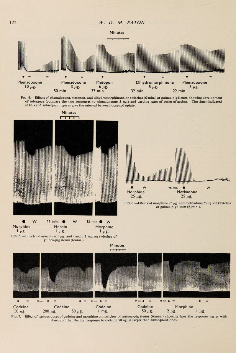 Minutes 50 min. 37 min. 32 min. 22 min. Fig. 4.—Effects of phenadoxone, metopon, and dihydromorphinone on twitches (6/min.) of guinea-pig ileum, showing development of tolerance (compare the two responses to phenadoxone 3 /ig.) and varying rates of onset of action. The times indicated in this and subsequent figures give the interval between doses of opiate. Minutes I I I I I # W 11 min. # W 15 min. # W Morphine Heroin Morphine 1 Mg- I Mg- I Mg- Fig. 5.—Effects of morphine 1 fig. and heroin 1 fig. on twitches of guinea-pig ileum (6/min.). Minutes r~i~i- i i ) • W 23 min. • W # W 23 min. • W 37 min. • W 15 min. • W • W Codeine Codeine Codeine Codeine Morphine 50 fig. 200 fxg. 50 /xg- I mg. 50 fig. 2 fig. I fig. Fig. 7.—Effect of various doses of codeine and morphine on twitches of guinea-pig ileum (6/min.) showing how the response varies with dose, and that the first response to codeine 50 jug. is larger than subsequent ones.