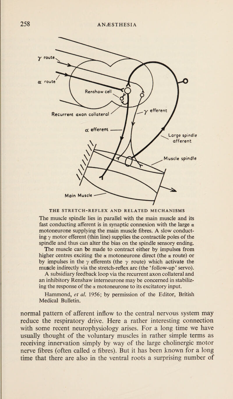 THE STRETCH-REFLEX AND RELATED MECHANISMS The muscle spindle lies in parallel with the main muscle and its fast conducting afferent is in synaptic connexion with the large a motoneurone supplying the main muscle fibres. A slow conduct¬ ing 7 motor efferent (thin line) supplies the contractile poles of the spindle and thus can alter the bias on the spindle sensory ending. The muscle can be made to contract either by impulses from higher centres exciting the a motoneurone direct (the a route) or by impulses in the 7 efferents (the 7 route) which activate the muscle indirectly via the stretch-reflex arc (the ‘follow-up’ servo). A subsidiary feedback loop via the recurrent axon collateral and an inhibitory Renshaw interneurone may be concerned in stabiliz¬ ing the response of the a motoneurone to its excitatory input. Hammond, et al. 1956; by permission of the Editor, British Medical Bulletin. normal pattern of afferent inflow to the central nervous system may reduce the respiratory drive. Here a rather interesting connection with some recent neurophysiology arises. For a long time we have usually thought of the voluntary muscles in rather simple terms as receiving innervation simply by way of the large cholinergic motor nerve fibres (often called a fibres). But it has been known for a long time that there are also in the ventral roots a surprising number of