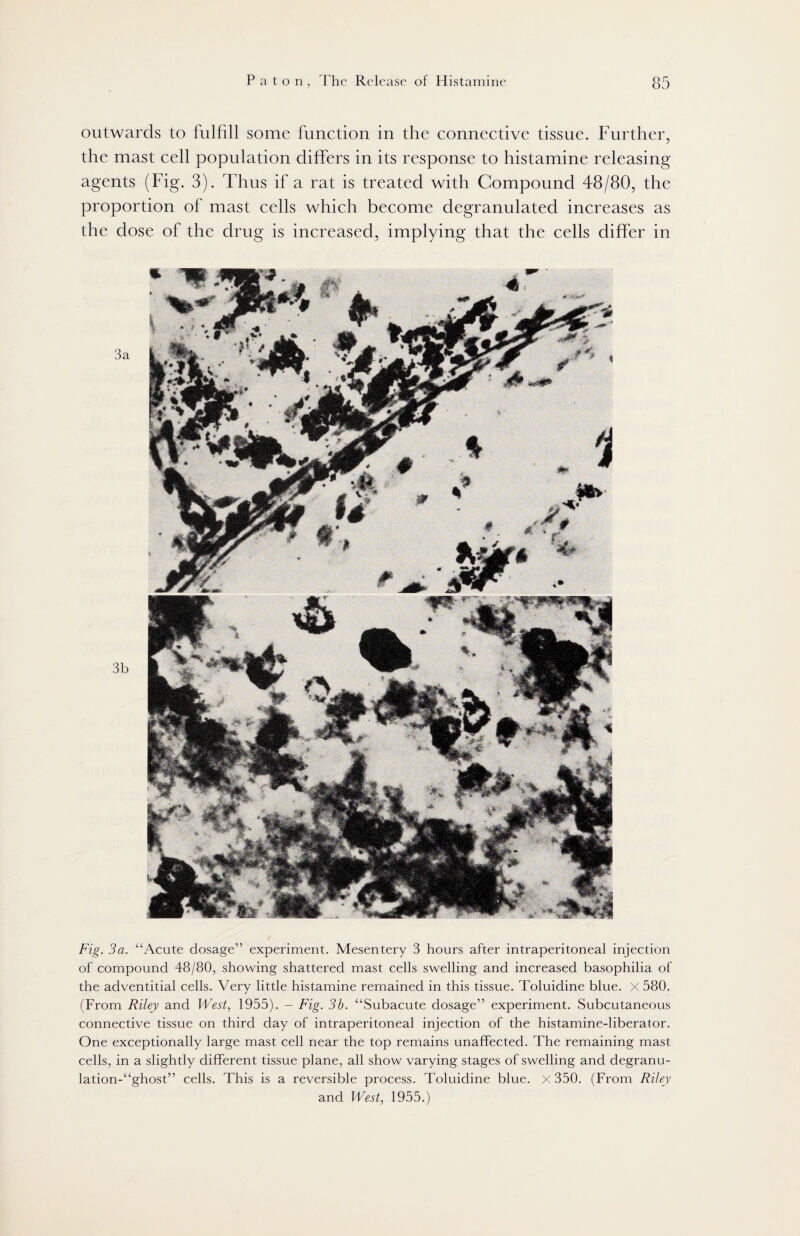 outwards to fulfill some function in the connective tissue. Further, the mast cell population differs in its response to histamine releasing agents (Fig. 3). Thus if a rat is treated with Compound 48/80, the proportion of mast cells which become degranulated increases as the dose of the drug is increased, implying that the cells differ in Fig. 3a. “Acute dosage” experiment. Mesentery 3 hours after intraperitoneal injection of compound 48/80, showing shattered mast cells swelling and increased basophilia of the adventitial cells. Very little histamine remained in this tissue. Toluidine blue. X 580. (From Riley and West, 1955). - Fig. 3b. “Subacute dosage” experiment. Subcutaneous connective tissue on third day of intraperitoneal injection of the histamine-liberator. One exceptionally large mast cell near the top remains unaffected. The remaining mast cells, in a slightly different tissue plane, all show varying stages of swelling and degranu- lation-“ghost” cells. This is a reversible process. Toluidine blue. X 350. (From Riley and West, 1955.)