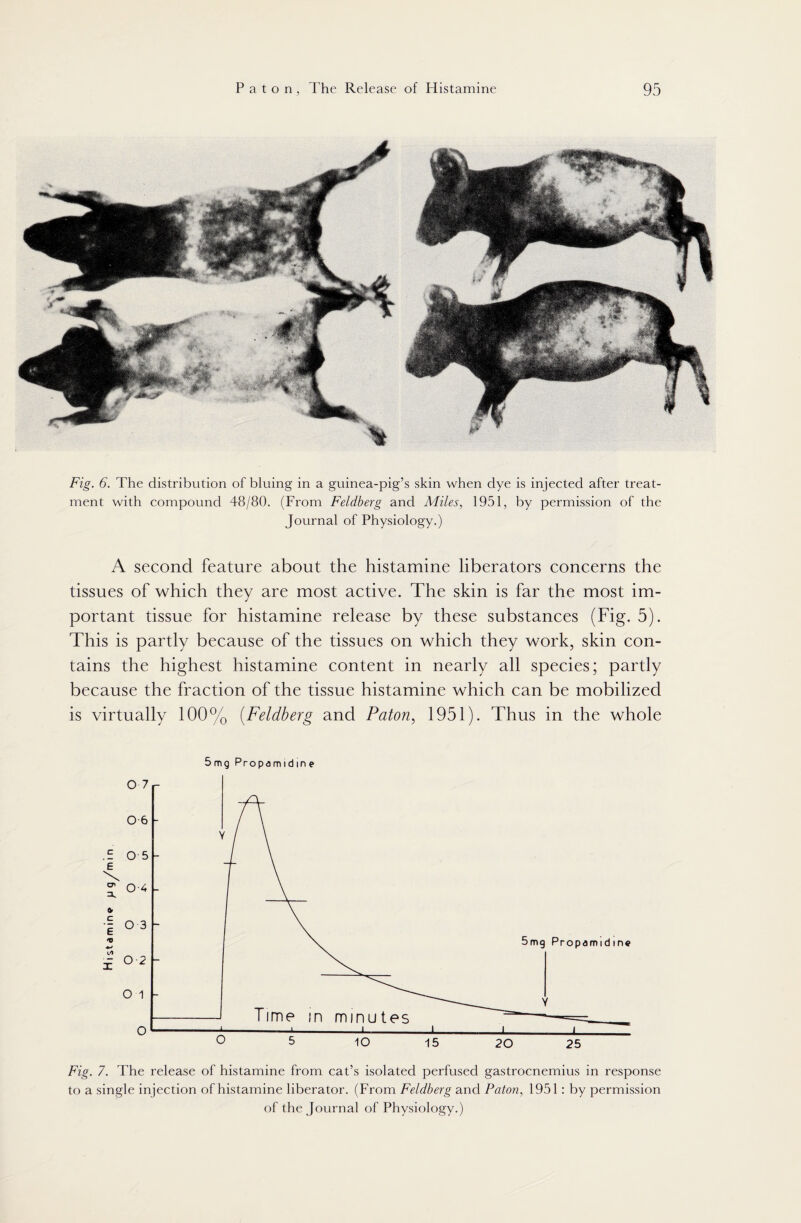Fig. 6. The distribution of bluing in a guinea-pig’s skin when dye is injected after treat¬ ment with compound 48/80. (From Feldberg and Miles, 1951, by permission of the Journal of Physiology.) A second feature about the histamine liberators concerns the tissues of which they are most active. The skin is far the most im¬ portant tissue for histamine release by these substances (Fig. 5). This is partly because of the tissues on which they work, skin con¬ tains the highest histamine content in nearly all species; partly because the fraction of the tissue histamine which can be mobilized is virtually 100% (Feldberg and Paton, 1951). Thus in the whole 5 mg Propami dine Fig. 7. The release of histamine from cat’s isolated perfused gastrocnemius in response to a single injection of histamine liberator. (From Feldberg and Paton, 1951: by permission of the Journal of Physiology.)