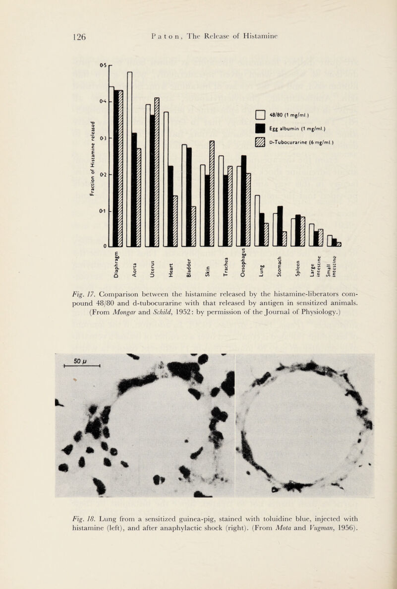 3 -o Q» n <u <u c c o 0-5 0-4 0-3 0-2 0-1 0 48/80 (1 mg/ml.) Egg albumin (1 mg/ml. E oo uo 01 CL CO «-» t- O L. d) £ eo X> c O 0) CO Q < D I CO OO t/> D Q> C kj n cu Fig. 17. Comparison between the histamine released by the histamine-liberators com¬ pound 48/80 and d-tubocurarine with that released by antigen in sensitized animals. (From Mongar and Schild, 1952: by permission of the Journal of Physiology.) 50 fj Fig. 18. Lung from a sensitized guinea-pig, stained with toluidine blue, injected with histamine (left), and after anaphylactic shock (right). (From Mota and Vugman, 1956).