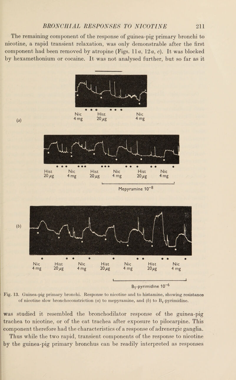 The remaining component of the response of guinea-pig primary bronchi to nicotine, a rapid transient relaxation, was only demonstrable after the first component had been removed by atropine (Figs. 11a, 12a, c). It was blocked by hexamethonium or cocaine. It was not analysed further, but so far as it i__i Bp-pyrimidine 10-^ Fig. 13. Guinea-pig primary bronchi. Response to nicotine and to histamine, showing resistance of nicotine slow bronchoconstriction (a) to mepyramine, and (b) to Bj-pyrimidine. was studied it resembled the bronchodilator response of the guinea-pig trachea to nicotine, or of the cat trachea after exposure to pilocarpine. This component therefore had the characteristics of a response of adrenergic ganglia. Thus while the two rapid, transient components of the response to nicotine by the guinea-pig primary bronchus can be readily interpreted as responses
