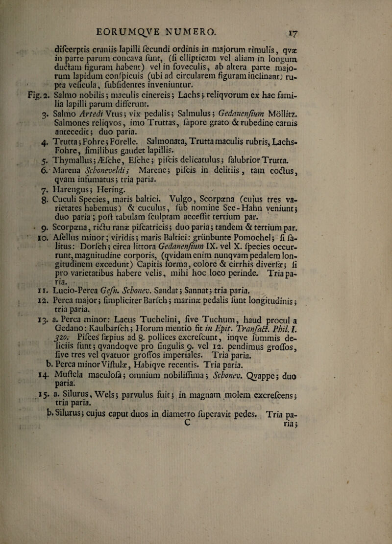 difcerptis craniis lapilli fecundi ordinis in majorum rimulis, qvsc in parte parum concava funt, (fi ellipticam vel aliam in longum ductam figuram habent) vel in foveculis, ab altera parte majo¬ rum lapidum confpicuis (ubi ad circularem figuram inclinant) ru- ' ptaveficula, fubfidentes inveniuntur. Fig. 2. Salmo nobilis; maculis cinereis j Lachs; reliqvorum ex hac fami¬ lia lapilli parum differunt. 3. Salmo ArtediVms’’, vix pedalis j Salmulus; Gedanenjiim Mollitz. Salmones reliqvos, imo Truttas, fapore grato & rubedine carnis antecedit; duo paria. 4. Trutta; Fohre; Forelle. Salmonata, Trutta maculis rubris, Lachs- Fohre, fimilibus gaudet lapillis. 5. Thymallusji^fche, Efche; pifcis delicatulus; falubriorTrutta. 6. Marcna Schoneveldi; Marene; pifcis in delitiis, tam codus, qvam infumatus; tria paria. 7. Harengus; Hering. g. Cuculi Species, maris baltici. Vulgo, Scorpacna (cujus tres va¬ rietates habemus) & cuculus, fub nomine Sce-Ffahn veniunt, duo paria ; pofi tabulam fculptam acccffit tertium par. • 9. Scorpaena, ridu ranae pifcatricis; duo paria; tandem & tertium par. 10. Afellus minor; viridis; maris Baltici: griinbuntc Pomochel; fi fa- litus: Dorfeh; circa littora Gedanenjiim IX. vel X. fpecies occur¬ runt, magnitudine corporis, (qvidam enim nunqvam pedalem lon¬ gitudinem excedunt) Capitis forma, colore & cirrhis diverfae; fi pro varietatibus habere velis, mihi hoc loco perinde. Tria pa¬ ria. ' 11. Lucio-Perca Gefn, Schonev. Sandat; Sannat;^tria paria. 12. Perca major; fimpliciterBarfch; marinae pedalis funt longitudinis; tria paria. 13. a. Perca minor: Lacus Tuchelini, five Tuchum, haud procul a Gedano: Kaulbarfch; Horum mentio fit in Epit. TranfaB. Phil.L jzo,- Pifces faepius ad 8-pollices excrefeunt, inqve fummis de¬ liciis funt; qvandoqve pro fingulis 9. vel 12. pendimus groffos, five tres vel qvatuor groffos imperiales. Tria paria. b. Perca minor Vifiulae, Habiqve recentis. Tria paria. 14. Mufiela maculofa; omnium nobiliffima; Schonev, Qyappe; duo paria: 15. a. Silurus, Wels; parvulus fuit; in magnam molem excrefeens; tria paria. b. Silurus; cujus caput duos in diametro fuperavit pedes. Tria pa- C ria;