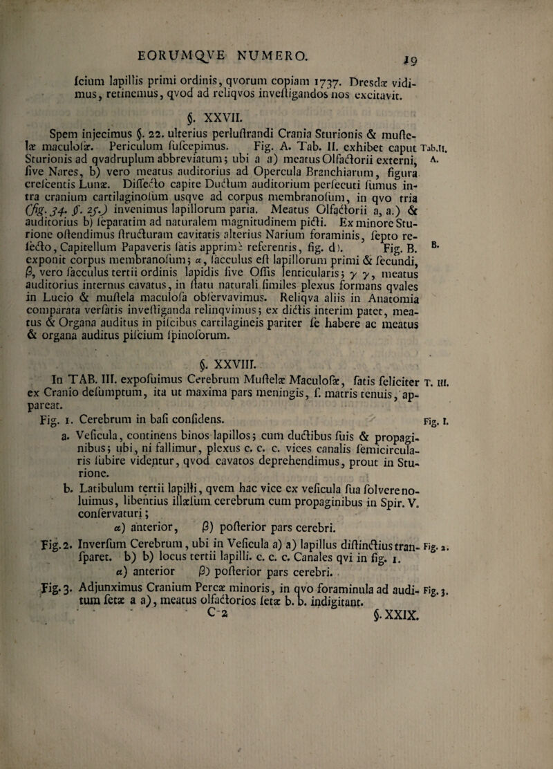 kium lapillis primi ordinis, qvorum copiam 1737. Dresdse vidi¬ mus, retinemus, qvod ad reliqvos inveftigandos^ios excitavit. §. XXVII. spem injecimus §. 22. ulterius perluRrandi Crania Sturionis <& mufle- Ix maculolir. Periculum fufcepimus. Fig. A. Tab. II. exhibet caput Tab.ii. Sturionis ad qvadruplum abbreviatum; ubi a a) meatus Olfadorii externi, a. five Nares, b) vero meatus auditorius ad Opercula Branchiarum, figura, crelcentis Lunae. Diffeclo capite Dudum auditorium perfecuti fumus in¬ tra cranium cartilaginofum usqve ad corpus membranofum, in qvo tria invenimus lapillorum paria. Meatus Olfadiorii a, a.) <St auditorius b) ieparatim ad naturalem magnitudinem pidi. Ex minore Stu- rionc ofiendimus flruduram cavitatis alterius Narium foraminis, fepto re- ledlo. Capitellum Papaveris fatis apprime referentis, fig. d). Fig. B. exponit corpus membranofum5 «, lacculus efl lapillorum primi (St fecundi, /9, vero facculus tertii ordinis lapidis live OfiTis lenticularis 5 y 7, meatus auditorius internus cavatus, in Ifatu naturali limiles plexus formans qvales in Lucio (St mufiela maculofa obfervavimus. Reliqva aliis in Anatoraia comparata verlatis invefiiganda relinqvimus; ex didtis interim patet, mea¬ tus (St Organa auditus in pifeibus cartilagineis pariter fe habere ac meatus 6t organa auditus pifeium Ipinoforum. §. xxviir. - In TAB. III. expofuimus Cerebrum Mufielat Maculofae, fatis feliciter T. iif. ex Cranio defumptum, ita ut maxima pars meningis, f. matris tenuis,'ap¬ pareat. Fig. I. Cerebrum in bafi confidens. Fig. i. a. Veficula, continens binos lapillos; cum dudiibus fuis & propagi¬ nibus; ubi, ni fallimur, plexus c. c. c. vices canalis lemicircula- ris iubire videntur, qvod cavatos deprehendimus, prout in Stu- rione. b. Latibulum tertii lapilli, qvem hac vice ex veficula fua fol vere no¬ luimus, libentius illatfum cerebrum cum propaginibus in Spir. V. confervaturi; a) anterior, P) pofierior pars cerebri. Fig.2. Inverfum Cerebrum, ubi in Veficula a) a) lapillus difiindius tran- Fig. a. fparet. b) b) locus tertii lapilli, c. c. c. Canales qvi in fig. i. et) anterior p) pofierior pars cerebri. - Fig*3. Adjunximus Cranium Pereat minoris, in qvo foraminula ad audi- Fig.3. tura fetae a a), meatus olfadorios Idae b. b. indigitant. ■ C-2 §.XX1X. I