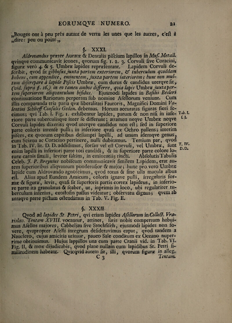 jjRouges onta peu pr6s autantde vertu les unes que les autres, €’cA ii „dire: peuoupoint.j, XXXI. Aldrovandus praeter Auratae & Dentalis pifeium lapillos in Mnf. MetalL qvinqve communicavit icones, qvorum fig. i. 2. 3. Corvuli live Coracini, figurae vero 4. & 5. Umbrae lapides repraelentant. Lapidem Corvuli de- /cribit, gibhofus.juxta partem exteriorem^ If tuberculum qvoddam habens ^ cum appendice^ eminentem^ juxta partem interiorem s hunc non muU tum diferepare d lapide Fifeis Umbrae, cum durus & candidus uterqvelit, (vid. Jupra jf. in eo tamen ambos differre, qma lapis \Jmhv7L juxtapar^ tem fuperiorem aliqvantulu7n bijidus. Ejusmodi lapides in Baftlii Besleri continuatione Rariorum perperam fub nomine Afellorum veniunt. Cum illis comparanda tria paria qvae liberalitati Fautoris, Magnifici Domini lentini Schlieff Confults Gedan. debemus. Horum accuratas figuras fieri fe¬ cimus; qvi Tab. 1. Fig. i. exhibentur lapides, parum & non nifi in infe¬ riore parte tuberculisqve inter fe differunt; attamen neqve Umbrae neqve Corvuli lapides dixeris; qvod uterqve candidus non efi; fed in fuperiore parte coloris intenfe pulli; in inferiore qvafi ex Ochro pallens > interim pirces,ex qvorum capitibus delumpti lapilli, ad unum idemqvc genus, cum Sciaena ac Coracino pertinere, nulli dubitamus.. Tertium par, qvod in Tab. IV. Iit. D. D. addidimus, forlan vel efi Corvuli, vel Umbrae, funt enim lapilli in inferiori parte toti candidi, & in fuperiore parte colore lo¬ turae carnis limili, leviter faItim, in eminentiis tindi. AbfolutisTabulis Celeb. !}. P. Breynius nobifeum communicavit fimilem Lapidem, erat aur tem fuperioribus aliqvantum ponderofior & major; hunc pro vero Umbrae lapide cum Aldrovando agnolcimiis, qvod totus & fine ulla macula albus efi. Alius apud Eundem Amicum, coloris ignave pulli, irregularis for¬ mae & figurae, levis, qvafi fit fuperioris partis cortex lapideus, in inferio¬ re parte ita granuhitus & fcaber, ut, inprimis in loco, ubi regulariter tu¬ berculum inferius, exofiofin pafTus videatur; obfervatu dignus; qvemab luraqve parte pidfum ofiendiaiiis in Tab. V.. Fig^ E. 5. XXXfF Qvod ad lapides St. Petri., qvi etiam lapides Afellormn mColleB. Vra^ tislav. Tentam XVIIL voctimur, attinet, fatis nobis compertum habui¬ mus Afellos majores, Cabbeljau live Stockfifch, ejusmodi lapides non fo¬ vere, qvapropter Afelli integrum delideravimus caput, qvod tandem a Nauclero, cujus amicitia utimur, pauco Sale conditura ex Oceano nuper¬ rime obtinuimus. Hujus lappillos una cum parte Cranii vid. in Tab. VL Fig. II, mox dijudicabis, qvod plane nullam cum lapidibus St.. Petri fi- miiitudinem habeant. Qyicqvidautem fit, illi, qvorum figurat in alleg., C 3 Tentam, THb.I. f.L T. IV. D.D.