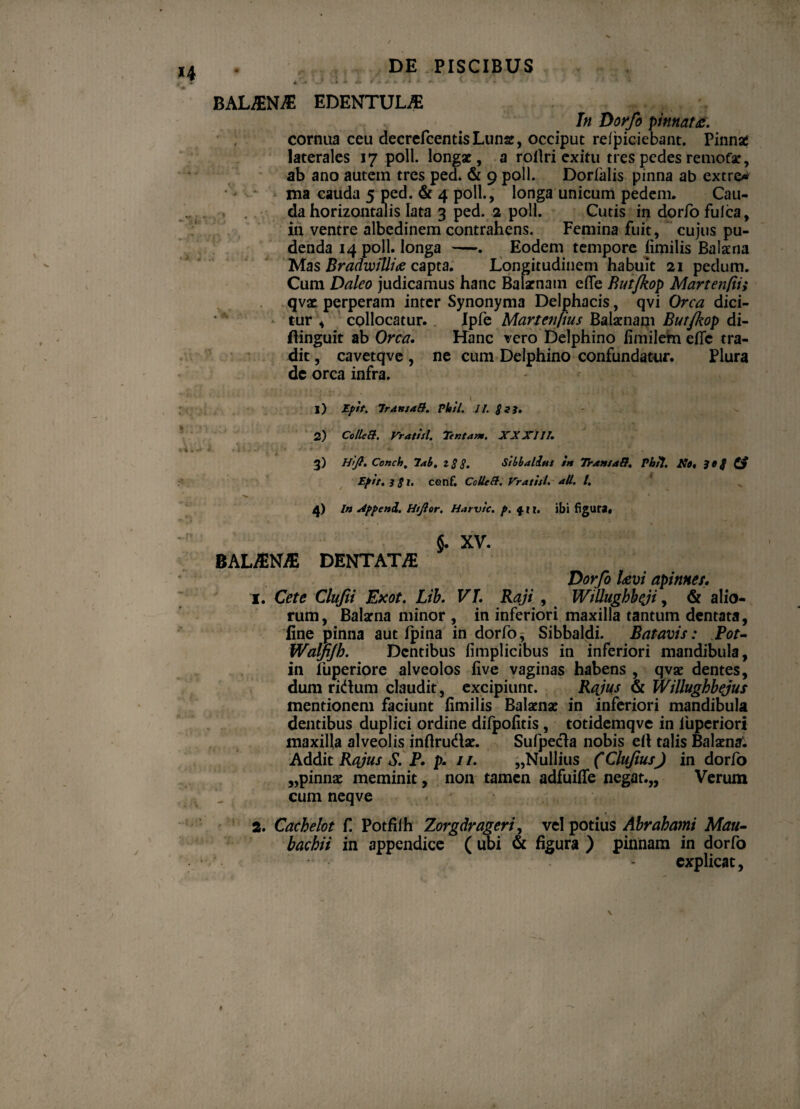 A ’■» - $ t A V- «' -> ■* - ■ i * «■ ^ •• BAL£N£ EDENTULAE J« pinnatz. cornua ceu decrefcentisLunse, occiput refpiciebant. Pinnae laterales 17 poli, longae, a roilri exitu tres pedes remofar, ab ano autem tres ped. & 9 poli. Dorfalis pinna ab extre* ma cauda 5 ped. & 4 poli., longa unicum pedem. Cau¬ da horizontalis lata 3 ped. 2 poli. Cutis in dorfo fulca, in ventre albedinem contrahens. Femina fuit, cujus pu¬ denda 14 poli, longa —. Eodem tempore iirpilis Balaena Mas BradwiUiie capta. Longitudinem habuit 21 pedum. Cum Daleo judicamus hanc Balaenam e (Te Butfkop Martenfii; qvae perperam inter Synonyma Delphacis, qvi Orca dici¬ tur 4 collocatur. Ipfe Martenfius Balaenam Butjkop di- IHnguit ab Orca. Hanc vero Delphino fimilem efic tra¬ dit , cavetqve , ne cum Delphino confundatur. Plura dc orca infra. 1) Zpit. Jr4HS4&. phil. II. $2 3. 2) Colle a. Vratisl. Tentam. XX XIII. 3) Htjl. Conch. 7ab. z 3 3. St bbalius in Trans aB. Phil. No, $0$ Epit. 3 31' csnf. ColleB. rratisl. *U. I. >. f • • i r t > te * 4) In Appeni. WJlor. Harvic. p. 4 11. ibi figura, • 1 1 5. XV. BALA2N/E DENTATTE Dorfo Uvi apinae/. 1. Cete Clufii Exot. Lib. VI. Raji , Willughbeji, & alio¬ rum, Balaena minor , in inferiori maxilla tantum dentata, line pinna aut fpina in dorfo , Sibbaldi. Batavis: Eot- Waljijh. Dentibus fimplicibus in inferiori mandibula, in liiperiore alveolos live vaginas habens , qvae dentes, dum ridum claudit, excipiunt. Rajus & Willughbejus mentionem faciunt limilis Balaenae in inferiori mandibula dentibus duplici ordine difpofitis , totidemqve in fuperiori maxilla alveolis inftrudlae. Sufpecla nobis ell talis Balaena’. Addit Rajus S. P. p. //. „Nullius (Clufius) in dorfo „pinnae meminit, non tamen adfuiffe negat.,, Verum cum neqve 2. Cacbelot f. Potfiih Zorgdrageri, vel potius Abrabami Mau- baebii in appendice ( ubi & figura ) pinnam in dorfo ’ * explicat,