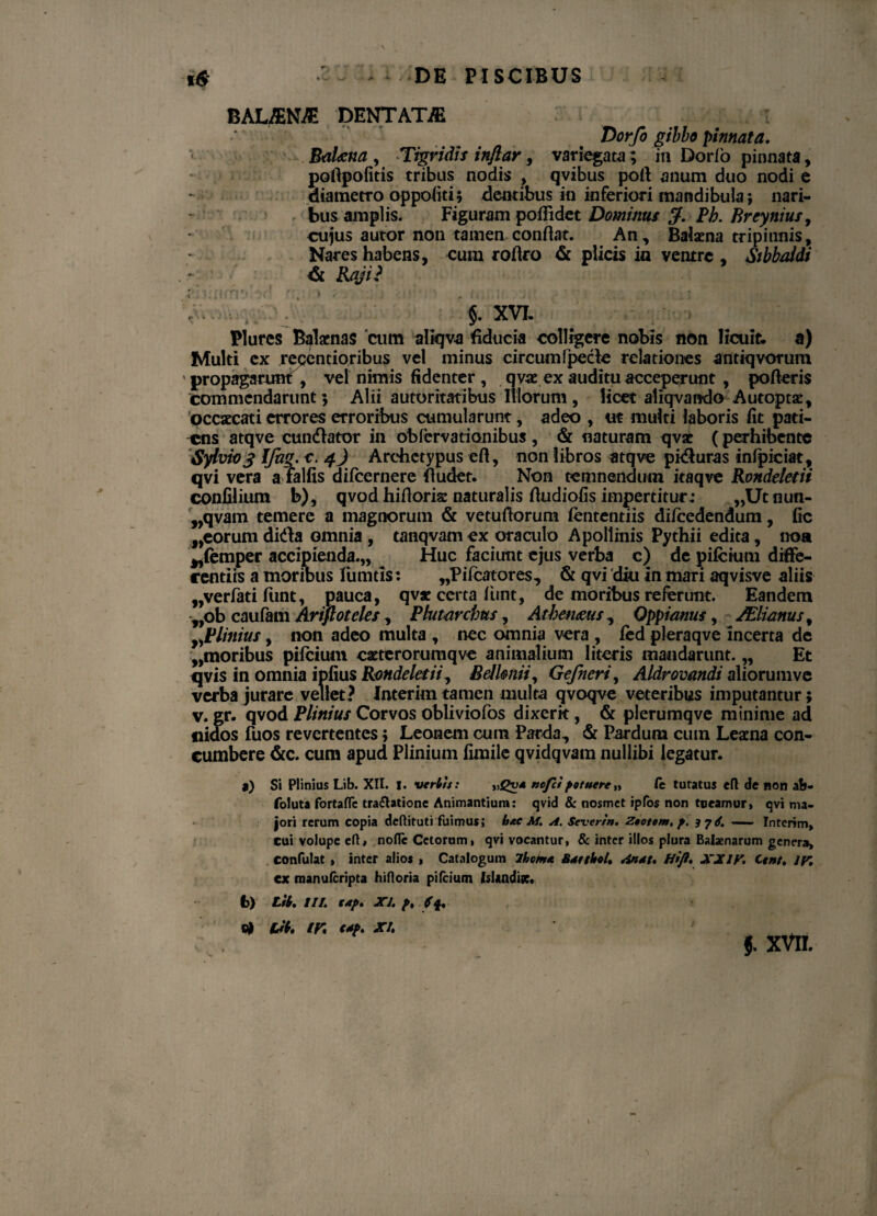 V BAUENJE DENTATA Dorfo gibbo pinnata. Balaena , Tigridis inflar, variegata; in Dorio pinnata, poftpofitis tribus nodis , qvibus port anum duo nodi e diametro oppofiti; dentibus in inferiori mandibula; nari¬ bus amplis. Figuram poffidet Dominus Pb. Breynius, cujus autor non tamen conflat. An , Balaena tripinnis, Nares habens, cum roflro & plicis in ventre , Stbbaidi & Raji? §. xvi, Plures Balaenas cum altqva fiducia colligere nobis non licuit, a) Multi ex recentioribus vel minus circumfpecte relationes antiqvorum propagarunt , vel nimis fidenter, q vae ex auditu acceperunt , pofleris commendarunt 5 Alii autoritatibus Illorum, licet aliqvando Autoptse, pccsecati errores erroribus cumularunt, adeo , ut multi laboris fit pati¬ ens atqve cundator in obfervationibus, & naturam qvsc (perhibente Sylvio3 IJhg. c. 4) Archetypus eft, non libros atqve piifluras infpiciat, qvi vera a Talfis difeernere fludet. Non temnendum itaqve Rondeletii confilium b), qvodhifloris naturalis fludiofis impertitur; „Utnuti- ,,qvam temere a magnorum & vetuflorum fententiis difcedendum, fic ,,eorum didfa omnia , tanqvam ex oraculo Apollinis Pythii edita, noa „femper accipienda.,, Huc faciunt ejus verba c) de pifckau diffe¬ rentiis a moribus limitis: „Pifcatores, & qvi diu in mari aqvisve aliis „verfati funt, pauca, qvs certa flmt, de moribus referunt. Eandem ,,ob caufatn Arifloteles , Flutarcbus, Athenaeus , Qppianus, JElianus, yJPUnius, non adeo multa , nec omnia vera , fed pleraqve incerta de „moribus pifeium cseterorumqve animalium literis mandarunt. „ Et qvis in omnia ipfius Rondeletii, Belknii, Gefneri, Aldrovandi aliorumve verba jurare vellet? Imerim tamen multa qvoqve veteribus imputantur; v. gr. qvod Plinius Corvos obliviofos dixerit, & plerumqve minime ad nidos fuos revertentes; Leonem cum Parda, «St Pardum cutn Leaena con¬ cumbere &c. cum apud Plinium fimile qvidqvam nullibi legatur. a) Si Plinius Lib. XII. I. vert/s: nefei potuere „ fe tutatus eft de non ab- foluta fortaffc tra&atione Animantium: qvid & nosmet ipfos non tueamur» qvi ma¬ jori rerum copia deftituti fuimus; hxc M. a. Severin. Ztotem.p. 37S. ——• Interim» cui volupe efl* nofle Cetorum, qvi vocantur, & inter illos plura Balaenarum genera, confulat , inter alios , Catalogum Ihcm* BdttUol. <in*t. Hift. XXiy. Ctnt, iy. ex manuferipta hifloria pifeium IsUndise. fc) Lib, II/. cap. XI. p, (4. 0* Lib. iy. <dp. XI. j. XVII.