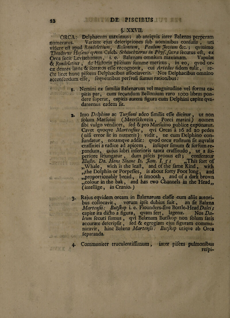 §, XXVII, ORCA: Delphacum maximus; ab antiqvis inter Balsnas perperam numeratus. Variant ejus delcriptiones fub nominibus confufis , uti videre eft apud Rondeletium, Bellonium, Paulum Jovium &c.; qvinimo Theodorus Hafaus qvem Celeb. Scheuohzerus in Phyf. facra fecutus eft, ex Orca fecit Eeviathariem, i. e. Balsnam omnium maximam. Vapulat & Konddetius , de Hlildria pifcium fumme meritus , in eo, qvod or¬ es dentes latos & ferratos effe recognovit, cui Artedus fidem tulit, 'rc~ die licet hunc pifcem Delphacibus affociaverir. Nos Delphacibus omnino accenfendum elfe, feqventibus perfvafi fumus rationibus: .. '). } i * \ * f4Ar 5. i ^ % v * . . - 4 . J • J i. Nemini ex familia Balaenarum vel magnitudine vel forma ca¬ pitis par, cum fecundum Bellonium raro 1000 libras pon¬ dere luperat, capitis autem figura cum Delphini capite qva- dantenus eadem fit. . r- . ( . < * , „ ' k j • i , 'p , ^ t i * . • 2. Imo Delphino ac Turftoni adeo fimilis effe dicitur, ut non folum Marfuini (Meerfchwein, Porci marini) nomen Ubi vulgo vendicet, fed &proMarfuino publice exponatur. Cavet qvoqve Martenfius, qvi Orcas a 16 ad 20 pedes (nifi error fit in numeris) vidit, ne cum Delphino con¬ fundatur, notamqve addit: qvod ores rofirum fit sqvalis craffitiei a radice ad apicem , infuper fimum & firrfumre¬ pandum, cujus labri inferioris tanta crafiitudo, ut a fu- periore fejungatur , dum pifeis pronus eft 3 conferatur lllujln Dn. Hans Sloane Iu Jam. I.js „This fort of „Whale, wich is the leafi, and ofthe fame Kind, with „the Dolphin or Porpeffes, is about forty Foot long, and .„proportionably bread , is fmooth , and of a dark brown „colour in the bak, and has two Channels in the Head„ (Intel lige, in Cranio.) 3. Rajus eqvidem orcam in Balsnarum claffe cum aliis autori- bus collocavit , verum ipfe dubius fuit , an fit Balsna jMartenjii: Butfkop i. e. Flounders-five Bottle-HeadD^/«; capite ita didlo a figura, qvam fert, lagens. Nos Da- leum fecuti fumus , qvi Balsnam Butfkop non folum fatis accurate delcripfit, fed & egregiam ejus figuram commu¬ nicavit, hinc Balsna Martenjii; ButfKop utiqve ab Orca feparanda. 4. Communiter truculentiffunum, inter pifces pulmonibus - > ' refpi-