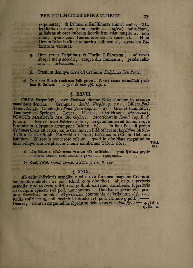 refpirantes, & Balaenae infenfifiimum animal audit , XL. lethiferis dentibus (imo pluribus , infra) inftrudlum,, ut Balaena ab orca infecuta horribilem edat mugitum , non aliter, qvam cum Taurus mordetur a cane a). Hinc Orcam Balaenis affociare merito abftinemus, qverclam Ba¬ laenarum vcrentes. 5. Orca prout Delphinus & Turho f. Phocaena , ad naves absqve metu accedit, easqve diu comitatur, praedae inhi¬ ans. Schaneveld. . 6. Cranium deniqve Qrc<e eil Cranium Delphacis live PorcL 9) Orcae cum Balaenis continenter bella gerunt» & toto ©ceano crucntiffimis grselii* inter fc dimicant. p. $av, de Rom, fifi. Caf, «. $. XXVIIL ORCA itaqveeft, qvae Sibbalde dicitur Balaena'minor in utraave mandibula dentata. Grampus, SmitL Virgin, p. 2$ ; Billers Phil. ■Trans. No Capidoglio Pauli jfovii Cap. 2. a) Groffer Braunfifch, Tandheye vel Springer , Loper, Hackel r Oerfchwein Schoneveldii, PORCUS MARINUS MAJOR Gefneri. Meerfchwein Kolbii Cap. B. S. p. 204. Raro in mari Baltico capitur,. in qvod tamen ad Sinum usqve Bothnicum aliqvando irrumpunt Balaenae b). In linu Pucenli prope Gedanum Orca efl capta, cujus Cranium in Bibliothecam AmpliJJhm^ SENA¬ TUS a D. ChriHoph. Gottwaldio illatum, hailenus pro Cranio Delphini habitum. Eft totum ponderofe oileum, qvod in dimidiata magnitudine inter reliqvorumDelphacum Crania exhibemus Tab. I. no. L 7ni' aj) «Capidblium a Tltmo orcam vocatum c/Te crediderimqvam fpc£lantc populo «Romano Claudius Gae/ar oftienfr in porta — oppugnavit,», 6} Conf» Colic8. Vratul, lentam. XXXIU pt. 1J7. & } §, XXIX. Ab exitu inferioris mandibula; ad usqve foramen magnum Cranium longitudine abfolvit 21 poli. Rhinl. cum dimidio 5 ab exitu fuperioris mandibulae ad radicem rohri I2| poli, ab extremo mandibulae luperioris ad occipitii apicem 18l poli, numerantur. Duo habet foramina, pro¬ ut a Rondeletio omnibus Phyjeteribus communia deferibuntur (§. iuJ Radix roftri lata 5I poli, occipitii latitudo ii | ipoll altitudo 9 poli. - Dentes, naturali magnitudine feparatim delineatos vid. tbid.fg. i — 4 ,Tab. i. 1 ‘ qvif.i—4*
