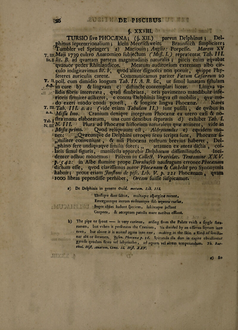 »y * * §. XXXIII. ' TURSIO five PHOC/ENA; (§. XII.) parvus Delphinus 5 Del- rphmus leptentrionalium ; klein Meerfchwein; Braunfilch fimpliciter; Tumbler vel Springer^ a) Marlouin; Anglis: Porpefle. Marem XV T. m.Maji 1739 cultro Anatomico fubjedum (Mijtf. I.) repraelentat Tab. III. lit.b lit. B. aa qvartam partem magnitudinis naturalis 5 pileis enim acqvabat qvdtuor pedes Rhihlandicos. Meatum auditorium externum albo cir¬ culo indigitavimus : qvod aliter dignolci non potuit, qvippe Phy- feteres auriculis carent. Communicamus pariter Foetum Ctefareum 20 T. 11.poli, cum dimidio longum Tab. II. A. B. fic, ut fimu) lunatam fiftutam /•B- incute b) & lingvam c) difiinde contemplari liceat. Lingva va- , -lidis fibris intertexta ,. qvali fimbriata, oris pavimento mandibulae infe¬ rioris firmiter adhaeret, e contra Delphinis lingva efi mobilis, qvar mo- 'do exeri modo condi potefl , <St longior lingva Phocamar. Nares T* nLTab. IIL a. a; (Vide etiam Tabulam II.J lunt pufilli , de qvibus in a,a*Miffu Imo. Cranium deniqve integrum Phocamae ex utero caeli & no- Tal) i ftra manu elaboratum, una cum dentibus /eparatis d) exhibet Tab. I. n.iii'N. III. Plura ad Phocaenae hiftoriatn naturalem qvz attinent, vide m r Mijju primo. . Qvod reliqvuum efi , Aldrovandus e) eqvidem mo- 1 neti jjQvaecunqve de Delphini utroqve fexu Icripta funt, Phocaenae li- 3,militer conveniunt, & nili Phocaena rofirum brevius haberet , Del- :,,phino fere undiqvaqve fimi Iis foret; ■„ attamen ex antea didis , col- ' latis fimul figuris, manifefia apparebit Delpbacum diffimilitudo. Inei- denter adhuc monemus: Pileem in Colle Si. Vratislav. Tentamine XXV. ~p.'S42: hi Albe flumine prope Dornbufch naufragum erroneePboaenam ditium efle, qvod clariflimus autor Phoctnam & Cacbelot pro Synonymis habuit; prout etiam de pi/c. Lib. V. p. 221 Phocxnam , qvam j 1000 libras pependifle perhibet. Orcam fuifle lufpicamur. a) De Delphinis in genere Ovld. metam. Lit. IU. Undiqvc dant laltus, muftaqvc afpergine rorant» Emerguntqve iterum redeuntqve fub aeqvora rurfuj, „ 1J y Inqvc chori ludunt fpeciem, Jafcivaqve jaftant Corpora, & acceptum patulis mare naribus efflant. D The pipe or Ipout -— is very curious» arifmg frnm the Palate vvitB a fingle fota- ramen, but vvhen it perfbratef the Cranium, ’tis dividcd by an ofieous feptum into • tvvo, but above it is United again into one, making in the Skin a Kind of/emiru» nar siit or foramen. 7yfon. Phoc&n* p. $6. Spiracula illa duo in capite obvallantur gyrofo qvodam flexu vellabyrintho „ ad aqvam vel acrem temperandum. 7 h. Bat- thol. Ht/f. sinatom. Ctnt. II. ffijt. XXF, C) $0