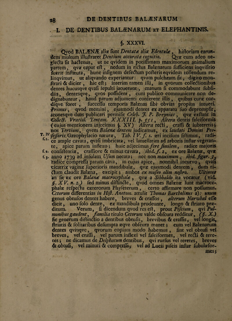 *8 DE DENTIBUS BALENARUM , I. DE DENTIBUS BALENARUM et ELEPHANTINIS. $. XXXVI. Qvod BALAiNAi aliae funt Dentata aliae Edentula, hifloriam eanm- dem multum illuftraret Dentium accurata cognitio. Qvae: cum adeo ne- gleda fit hadenus, ut ne qvidem in potiffimam maximorum animalium partem, qvae caput eft , nedum in ridus Balaenarum fiifficiens inqvifitio fuerit infiituta, hunc infignem defedum pofleris eqvidem tollendum re- linqvimus, ut aliqvando experiantur: qvam pulchrum fit, digito mon- flrari & dicier , hic eft; interim tamen illi, in qvorum colledionibus dentes hucusqve qvafi lepulti jacuerunt, manum fi commodabunt fubfi- diis, dentesqve, qvos poffident, cum publico communicare non de¬ dignabuntur , haud parum adjumenti conferent illis , qvibus curae cor- diqve foret , fucceffu temporis Balaenas libi- obvias propius intueri. Erimus, qvod memini, ejusmodi dentes ex apparatu fuo deprompfit, iconesqve duas publicari permifit Celeb. f P. Breynius, qvae exftant in Colle B. Vratisl. Tentam. XXXIII. p. JJi, Altera dentis falciformis {cujus mentionem injecimus §. XV) Altera redii, crafii & lubteretis; nos Tertium, qvem Balana dentem judicamus, ex laudati Domini Pos- T* ^fejforis.Gazophy lacio naturae, Tab. IV. f. /. aeri incifum fiftimus, radi- 'l' ce ample cavata, qvafi imbricata, vel lamellatim ad arboris infiar vegetan¬ te, apice parum inflexo; huic adjecimus fere Jimilem, radice majoris f.a. confidentiae, crafliore & minus cavata, ibid.fi, ex ore Balaenae, qvae f.3. anno 1739 ad infulani Ufum necata; nec non maximum , ibid. figur. 'radice compreffa parum cava, in cujus apice, nonnihil incurvo , qvafi cicatrix vaginae fuperioris mandibulae, qvae ejusmodi dentem, dum ri- dum claudit Balaena, excipit ; ambos ex mufeo olim nofiro. Ultimus an fit ex ore Balana macrocepbala , qvae a Sibbaldo ita vocatur (vid. /. X V. n. i.) fed minus diftinde, qvod omnes Balaenae funt macroce-\ phalae refpedu caeterorum Phyfeterum, certo affirmare non poffumus. Cetorum differentias in Hift. Anatoni, attulit Thomas Bartholinus a); unum genus obtufos dentes habere, breves & craffos , alterum Narwhal effe dicit, unofolo dente, ex mandibula prodeunte, longo & flriato prae¬ ditum. Verum, fi dicendum qvod res efl, proutPtfcium^ qvi Pul¬ monibus gaudent, familia titulo Cetorum valde obfcura redditur, ((f. X.) fic generum diftindio a dentibus obtufis, brevibus & craffis i vel longis, flriatis & lolitaribus defumpta acqve obfcura manet; cum vel Balaenarum dentes qviuqve, qvorum copiam modo habemus , fint vel obtufi vel breves, vel craffi, vel parum inflexi vel falciformes, vel redi & tere¬ tes ; ne dicamus de Delphacum dentibus, qvi rurfus vel teretes, breves & obtpfi, vel minuti & compeeffi, vel ad Lucii pifeis infiar fubulaefor- mes; \ /
