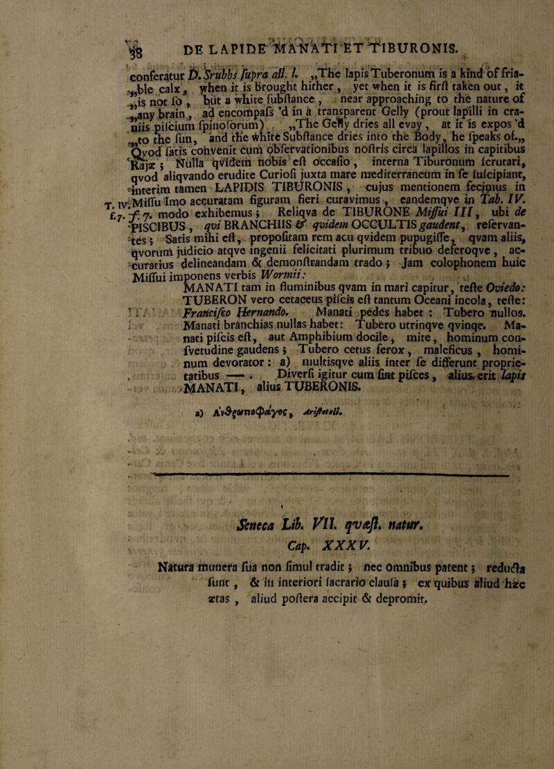 i8 DE LAPIDE TRANAT! ET TIBURONIS. conferatur 0). Srubbs fapra ali. I. „The lapis Tuberonum is a kind of fria- ble calx, jvhen it is Brought hithcr, yet when it is firfl takcn out, it ”is not fo , tjut a white fubflance , near approaching to the nature of ”any brain, ad encompafs ’d in a transparent Gelty (prout lapilli in cra¬ niis’pilcium fpinoforum) , „The Gefty dries ali evay , at it is expos d to the fun, and the white Subflance dries into the Body, he lpeaks of.„ Qvod fatis cohvenit cum obfervationibus noftris circa lapillos in capitibus 'Rajae; Nulla q\ridetit nobis efl occafio, interna Tiburonum Icrutari, qvod aliqvando erudite Curiofi juxta mare mediterraneum in fe lulcipiant, ^interim tamen LAPIDIS TIBURONIS , cujus mentionem fecjqius in iv Miffu Imo accuratam figuram fieri curavimus , eandemqve in Tab. IV. i; V; 7. modo exhibemus ; Reliqva de TIBURONE Miffui III, ubi de PISCIBUS , qvi BRANCHIIS & qvidtm OCCULTIS gaudent, refervan- tes 5 Satis mihi efl,. propofitam rem acu qvidem pupugifle, qvam aliis, qvorum judicio atqve ingenii felicitati plurimum tribuo deferoqve , ac¬ curatius delineandam & demonflrandam trado ; Jam Colophonem huic jvlifTui imponens verbis Wortnii: . r.; MANATI tam in fluminibus qvam in mari capitur, tefle Oviedo: TUBERON vero cetaceus pifcis efl tantum Oceani incola, tefle: Fraricifco ffertiando. Manati pedes habet : Tubero nullos. Manati branchias nullas habet: Tubero utrinqve qvinqe. Ma¬ nati pifcis efl, aut Amphibium docile, mite, hominum con- fvetudine gaudens; Tubero cetus ferox, maleficus, homi¬ num devorator : a) multisqve aliis inter fe differunt proprie¬ tatibus — . .Diverfi igitur cum fint pifces, alius» erit lapis ;MANATI, alius TUBERONIS. ITA! hv u’ 'i i a) AV&£UTtotpdyV$, AriJfttelL Seneca Lib. Vlh qvajl. natur. Cap: XXXV. Natura munera fua non limul tradit$ nec omnibus patent ; redufta funt, & Iit interiori /aerario claufa ; ex quibus aliud hxc aetas , aliud poflera accipit & depromit.