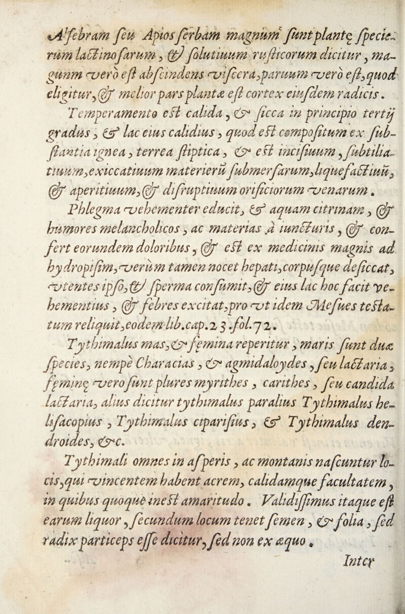 tAfebram feu Afiwsferbam magnum funtpiante fpe cit¬ rum iaciinoCarum , ftfi folutiuum rufi t eorum dicitur, ma- gunm vero e fi abfeindens vficra,paruum vero e fi, quod eligitur, (fif melior pars fiant a e fi cortex emfdem radicis. Temperamento cH calida, & ficca m principio tertij gradus , lac eius calidius, quod eB cempofitum ex fub~ fiant i a ignea, terrea fiiptica, & esi 'mefiuum, subtilia- tiuurn, exiccatiuum materiemfubmerfarum, hquefaSiiuu, 0rf aperitiuum, 0f difruptiimm orificiorum rvenarum. Phlegma 'vehementer educit, & aquam citrmam , 07 humores melancholicos , ac materias fi mnSluris, 0f con¬ fert eorundem doloribus, (fif esi ex medicinis magnis ad hy dropfim, veru m tamen nocet hepati, corpufique deficcat, vtentes ipf, fgfi Jperma confumit,0g eius lac hoc facit 've¬ hementius , 0j febres exci tat,pro vt idem TMefues tcBa«. tum reliquit,eodem-lib.cap.i 5 fol. 7 2. Tythimalus mas,& femina repentur, maris funt dure Jpecies, nempe Characias, & agmidaloydes ,feu laSlaria, fpminq verofimt plures myrithes, canthes, feu candida laSiaria, alius dicitur tythimalus par alius Tythimalus he~ lifacopius , Tythimalus ctparfius, & Tythimalus den~ droides, &c. Tythimah omnes in afperis, ac montanis nafcuntur lo¬ cis,qui vincentem habent acrem, calidamque facultatem, in quibus quoque ineB amaritudo. VahdiJJimus itaque e fi earum liquor, fecundum locum tenetfemen, & folia ,fed radix particeps ejfe dicitur, fed non ex aquo. Inter