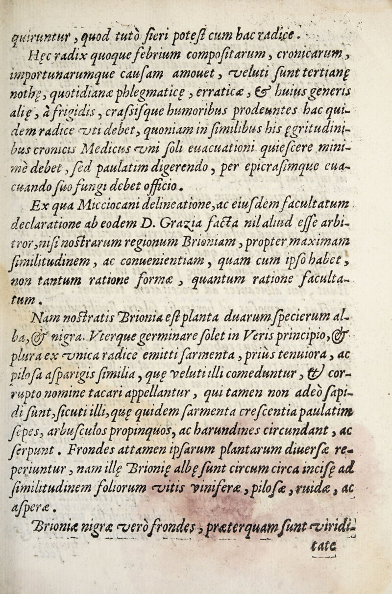 quimntur, quod tuto Jieri poteft cum hac radice. * - Hfc radix quoquefebrium compoftarum 3 cronicarum 3 impottunarumque caufam amouet3 nj e luti Junt tertiarig nothf3 quotidianaphlegmaticg 3 erratica 3 & huius generis alig 3 a frigidis, crafstfque humoribus prodeuntes hac qui¬ dem radice nuti debet3 quoniam in f milibus his pgntudini- buscronicu Medicus <vni foh euacuationi. quiefcere mini¬ me debet '3fed paulatim digerendo, per epicrafimque eua- cuando fuo fungi debet ojfcio. . ; Ex qua Micciocani delineatione3ac eiufdem facultatum. declaratione ab eodem D. Graecia faSla nilaliud ejfe arbi¬ tror 3 mfinostrarum regionum Erismam 3 propter maximam fmiUtudinem 3 ac conuementiam, quam cum ipfo habet> non tantum ratione forma 3 quantum ratione faculta¬ tum. Idam noUratis *.'Brionia e f planta duarumjpecterum al¬ ba, (gT nigra. Vterque germinarefolet in Veris principio 3(ffjd plura ex <~vmca radice emittifar menta 3 prius tenuiora, ac pilofa afparigis f milia, qup Veluti illi comeduntur 3 fty cor¬ rupto nomine tacari appellantur 3 qui tamen non adeo/api- difunt 3fcuti illi,qug quidem farmenta cr efccntia paulatim f nes, arbufculospropinquos, ac harundines circundant 3 ac ferpunt. Frondes attamen ipfarum plantarum diuerfa re- periuntur 3 nam illp 7>rionif albp funt circum circa incijfg ad fmihtudmem foliorum naitis Vinifera >pilofa 3ruidis, ac afpera. 'Erionia nigra ero frondei stater quamfunt *iviridi* •  •  • “ ' iatt